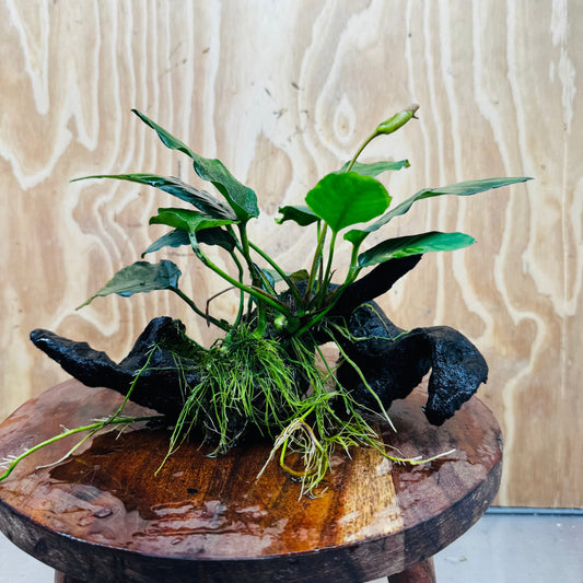 Pisces Enterprises Driftwood Creation Anubias Paco on Medium Driftwood Creation Anubias Paco on Medium Driftwood - Aquarium Plants Australia