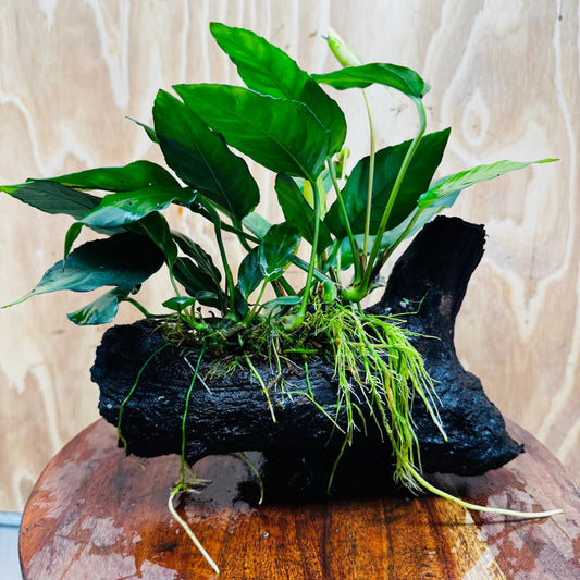 Pisces Enterprises Driftwood Creation Anubias Paco on Medium Driftwood Creation Anubias Paco on Medium Driftwood - Aquarium Plants Australia