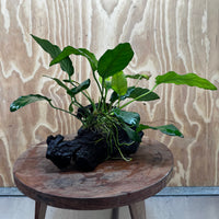 Pisces Enterprises Driftwood Creation Anubias Paco on Medium Driftwood Creation Anubias Paco on Medium Driftwood - Aquarium Plants Australia