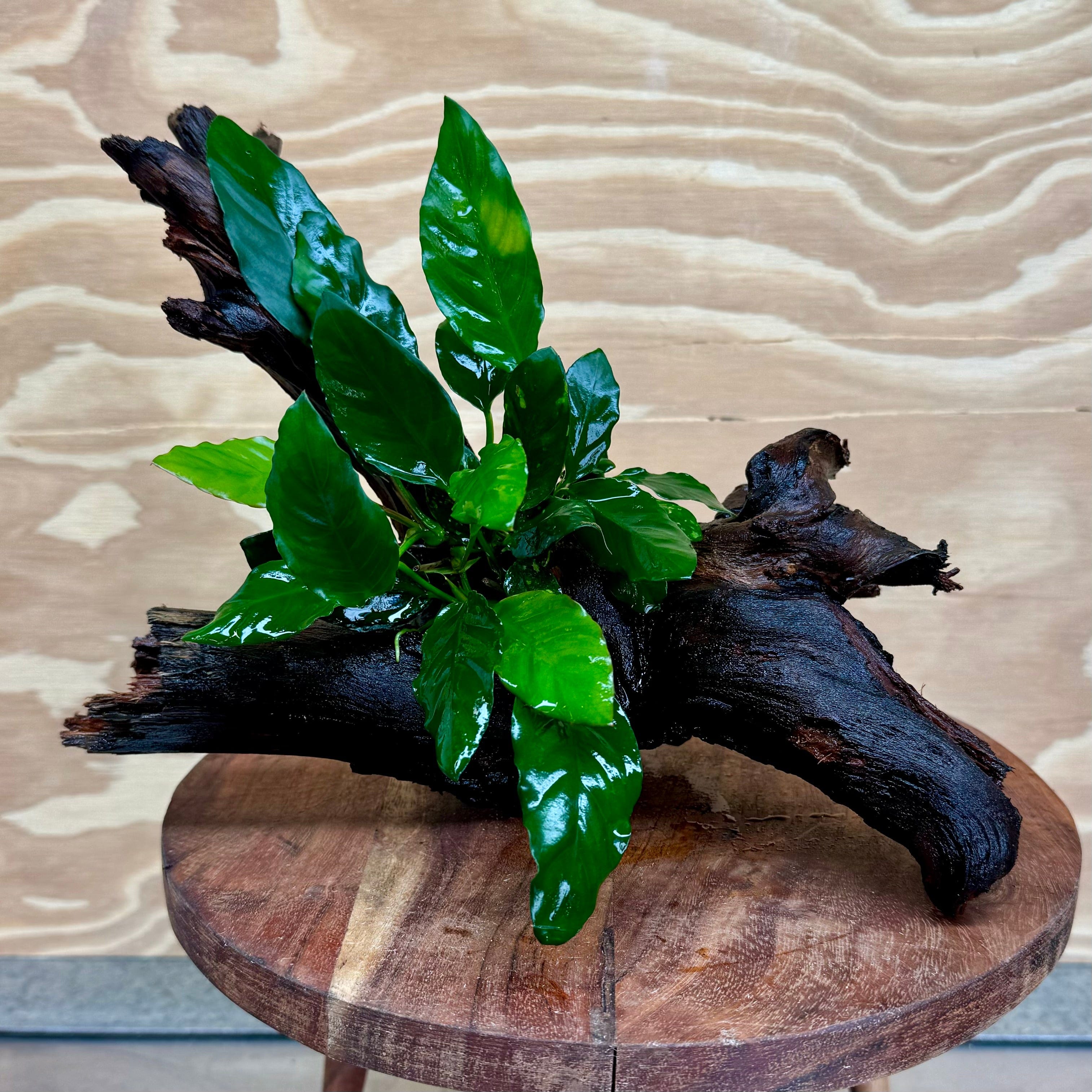 Pisces Enterprises Driftwood Creation Anubias Paco on Medium Driftwood Creation Anubias Paco on Medium Driftwood - Aquarium Plants Australia