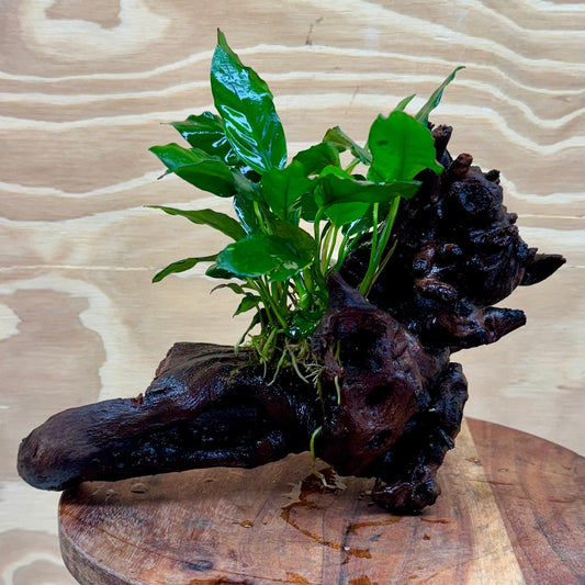 Pisces Enterprises Driftwood Creation Anubias Paco on Medium Driftwood Creation Anubias Paco on Medium Driftwood - Aquarium Plants Australia