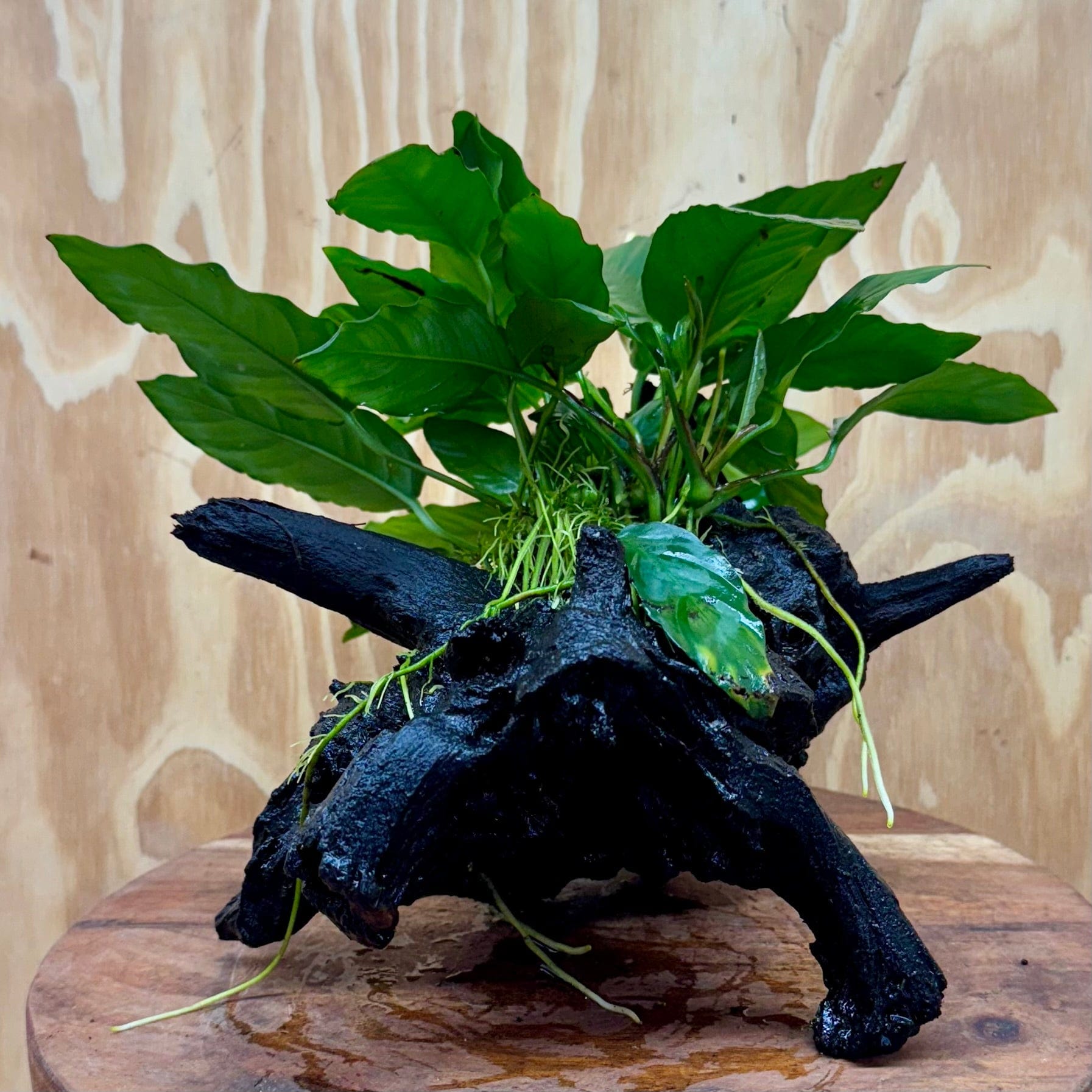 Pisces Enterprises Driftwood Creation Anubias Paco on Medium Driftwood Creation Anubias Paco on Medium Driftwood - Aquarium Plants Australia