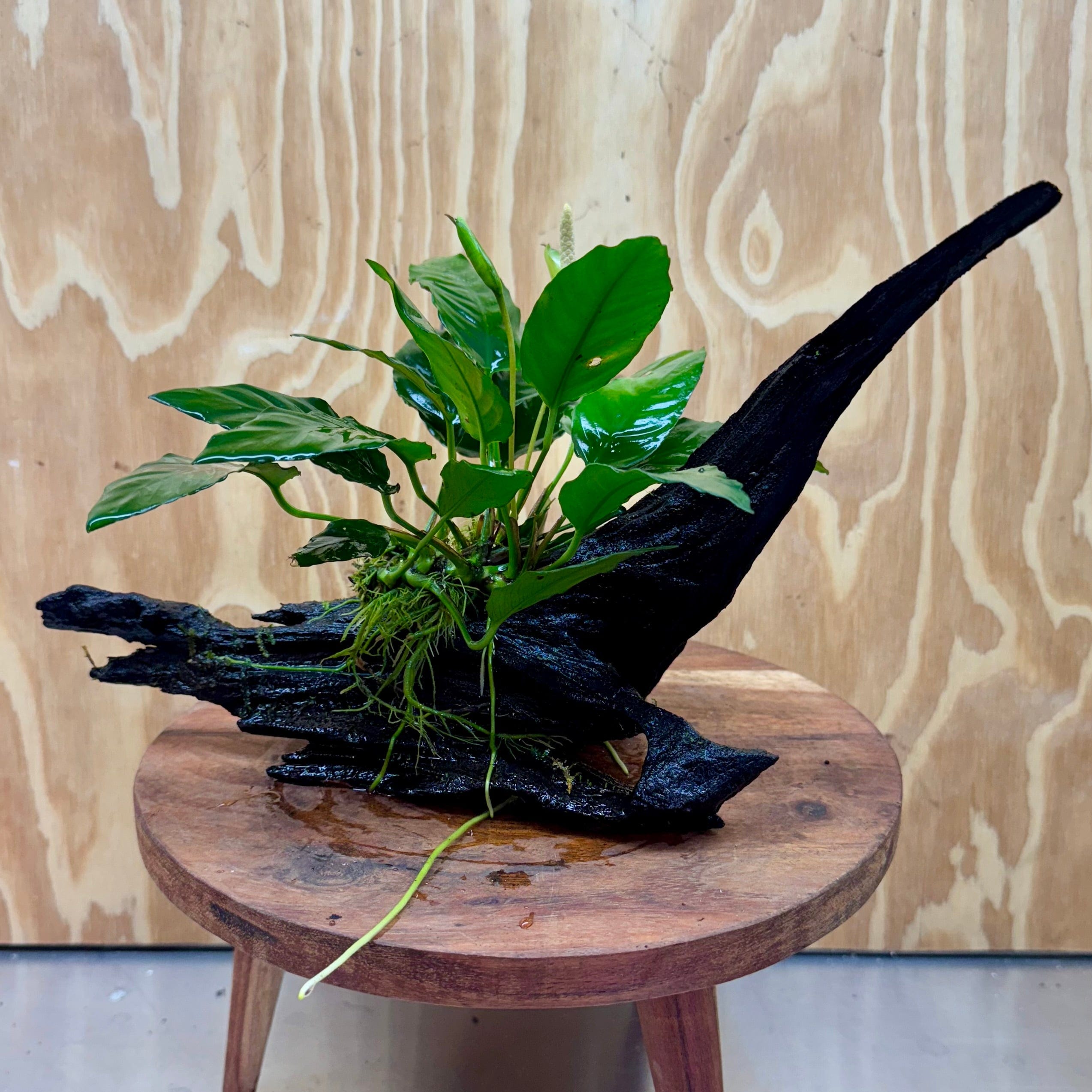 Pisces Enterprises Driftwood Creation Anubias Paco on Medium Driftwood Creation Anubias Paco on Medium Driftwood - Aquarium Plants Australia