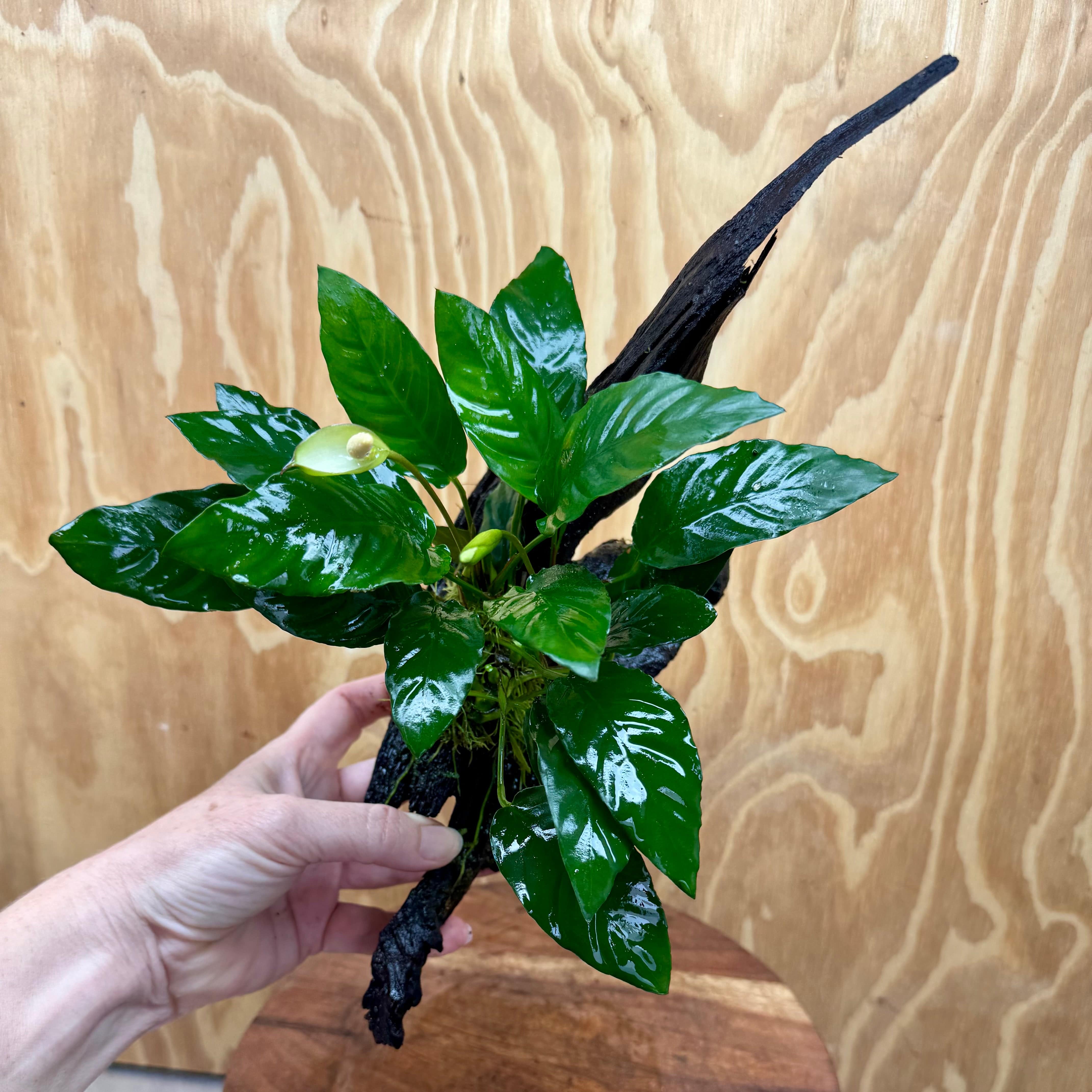 Pisces Enterprises Driftwood Creation Anubias Paco on Medium Driftwood Creation Anubias Paco on Medium Driftwood - Aquarium Plants Australia