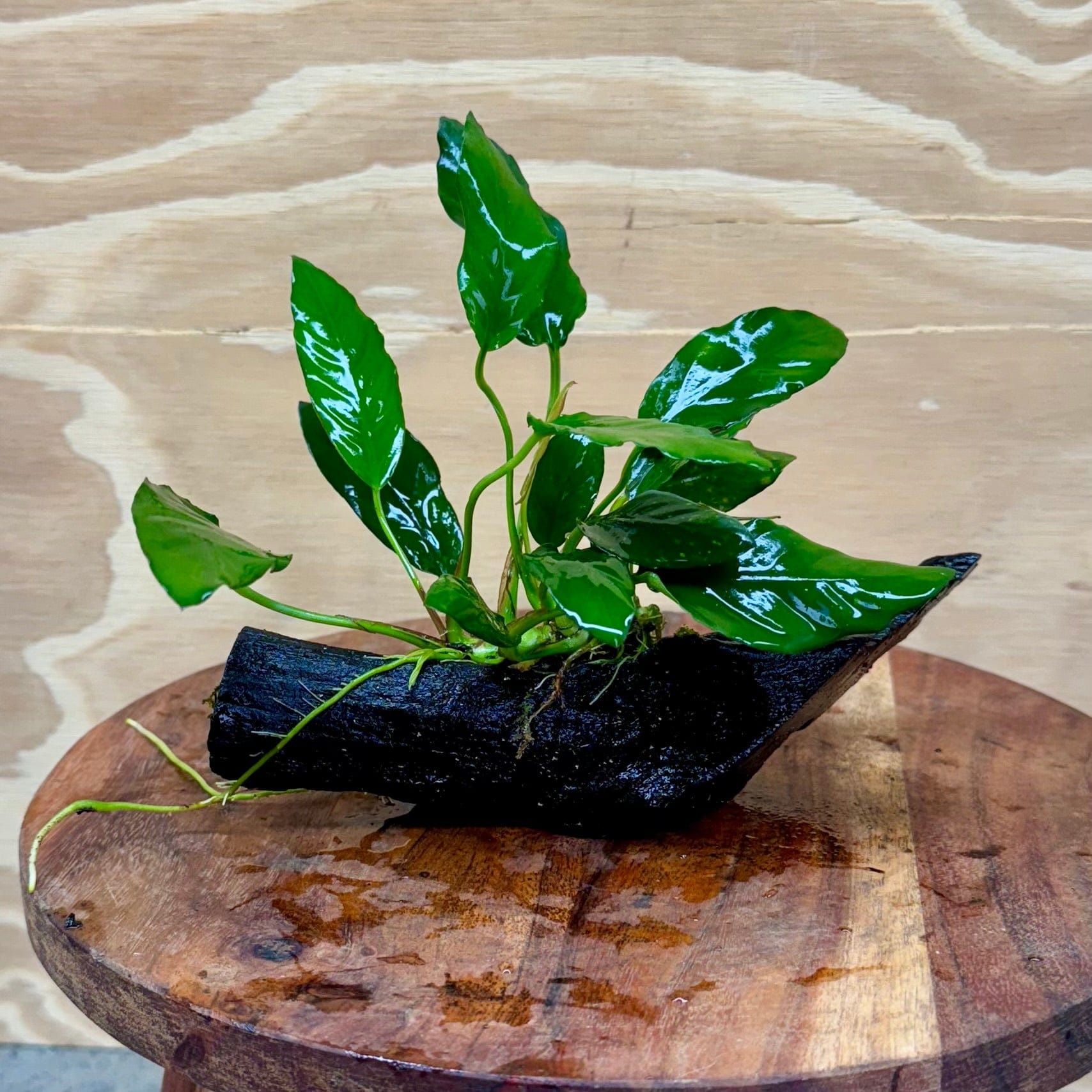 Pisces Enterprises Driftwood Creation Anubias Paco on Mini Driftwood Creation Anubias Paco on Mini Driftwood - Aquarium Plants Australia