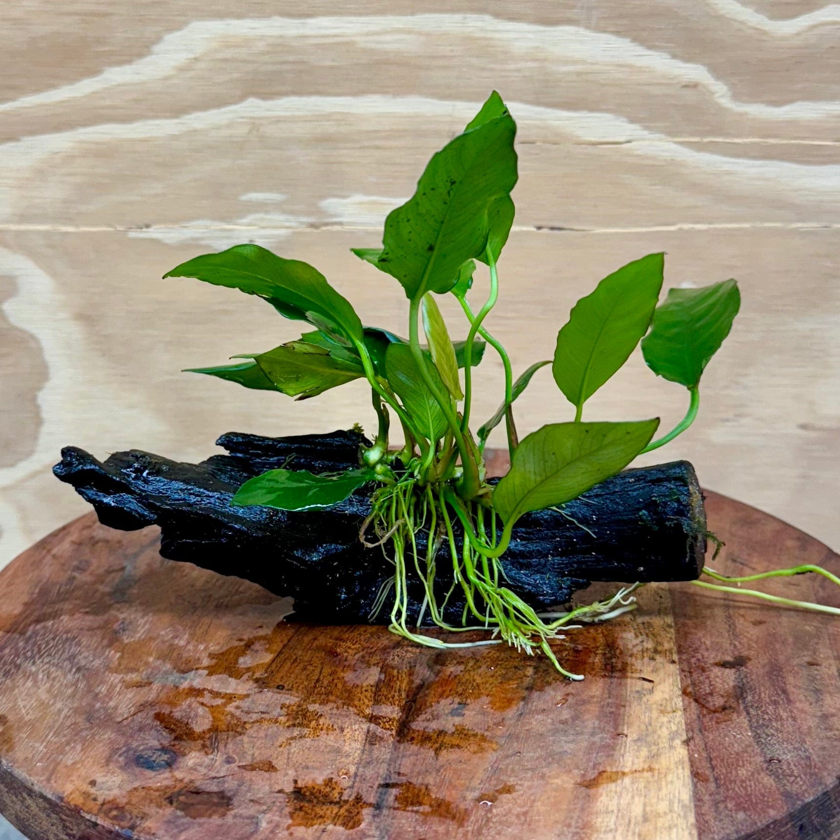 Pisces Enterprises Driftwood Creation Anubias Paco on Mini Driftwood Creation Anubias Paco on Mini Driftwood - Aquarium Plants Australia