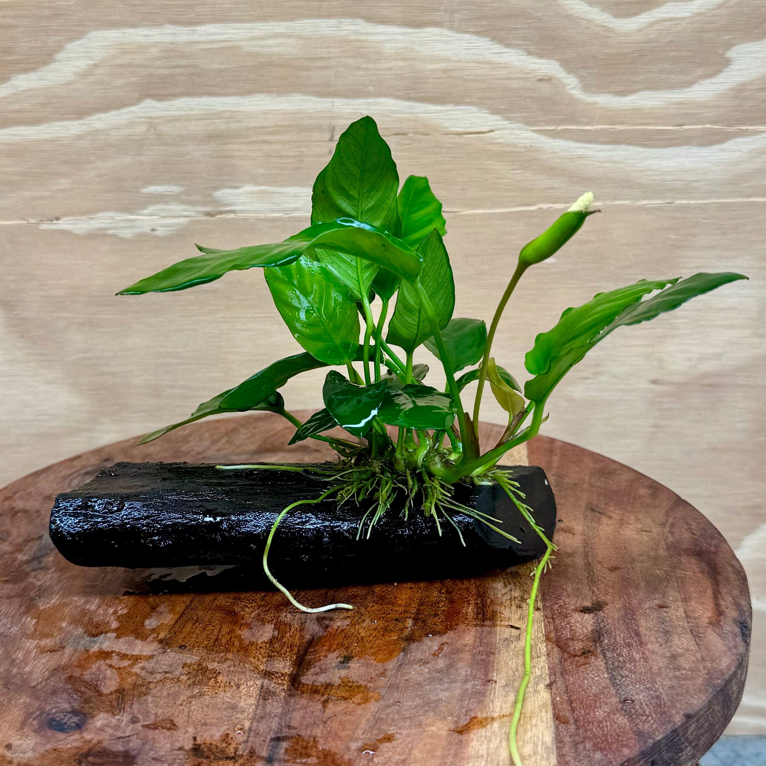 Pisces Enterprises Driftwood Creation Anubias Paco on Mini Driftwood Creation Anubias Paco on Mini Driftwood - Aquarium Plants Australia