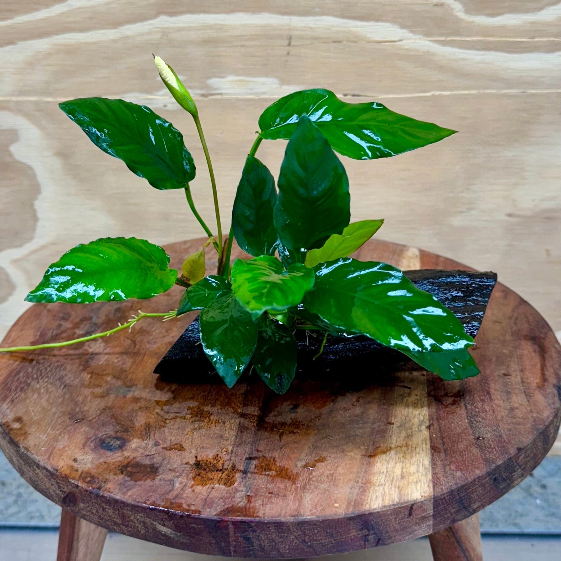 Pisces Enterprises Driftwood Creation Anubias Paco on Mini Driftwood Creation Anubias Paco on Mini Driftwood - Aquarium Plants Australia