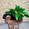 Pisces Enterprises Driftwood Creation Anubias Petite Emerald Heart on Medium Driftwood Creation Anubias Petite Emerald Heart on Medium Driftwood