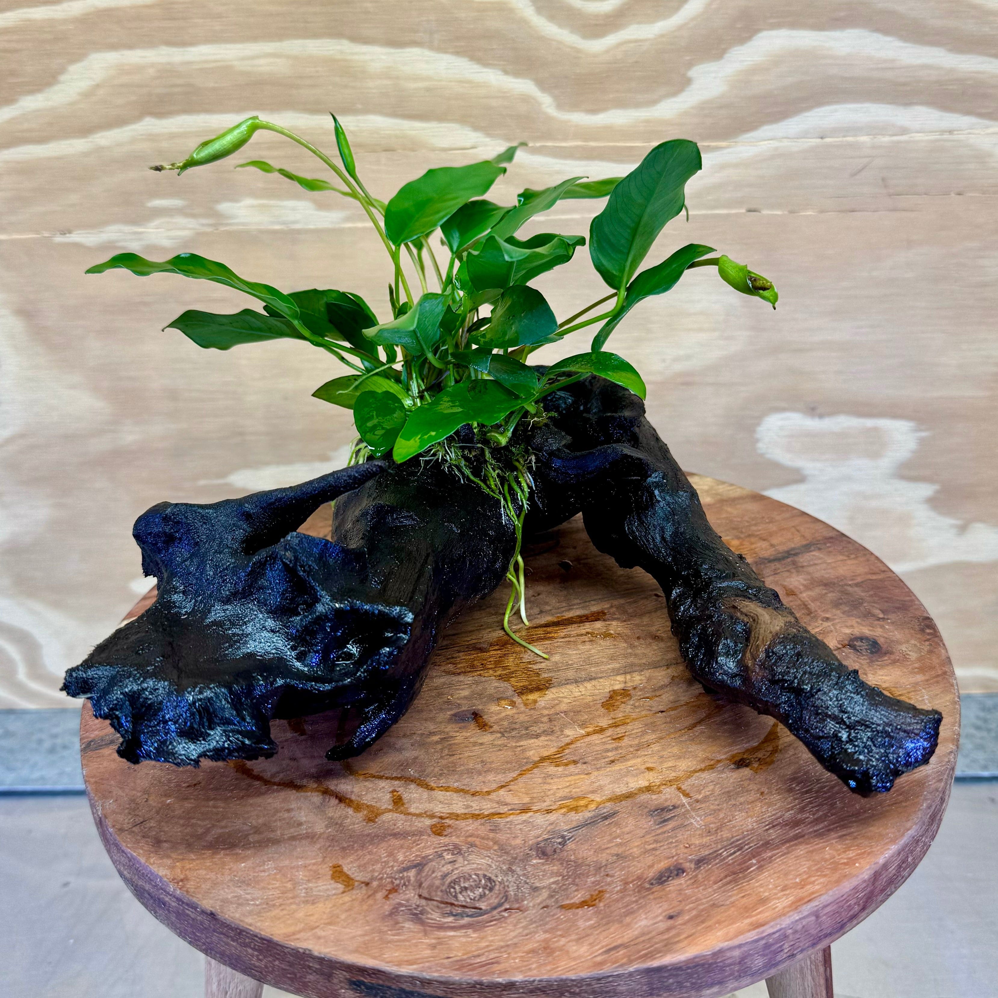 Pisces Enterprises Driftwood Creation Anubias Petite Emerald Heart on Medium Driftwood Creation Anubias Petite Emerald Heart on Medium Driftwood