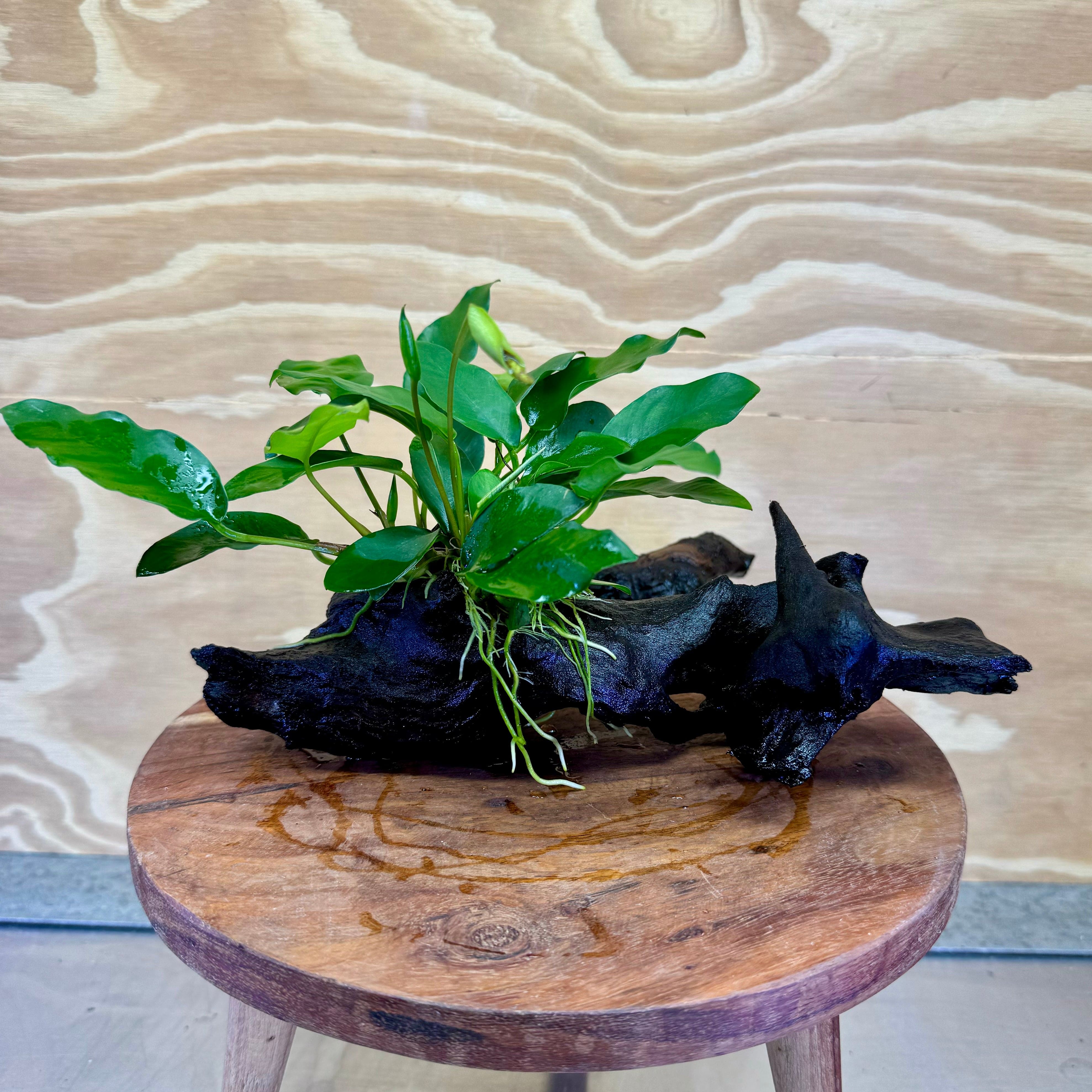 Pisces Enterprises Driftwood Creation Anubias Petite Emerald Heart on Medium Driftwood Creation Anubias Petite Emerald Heart on Medium Driftwood