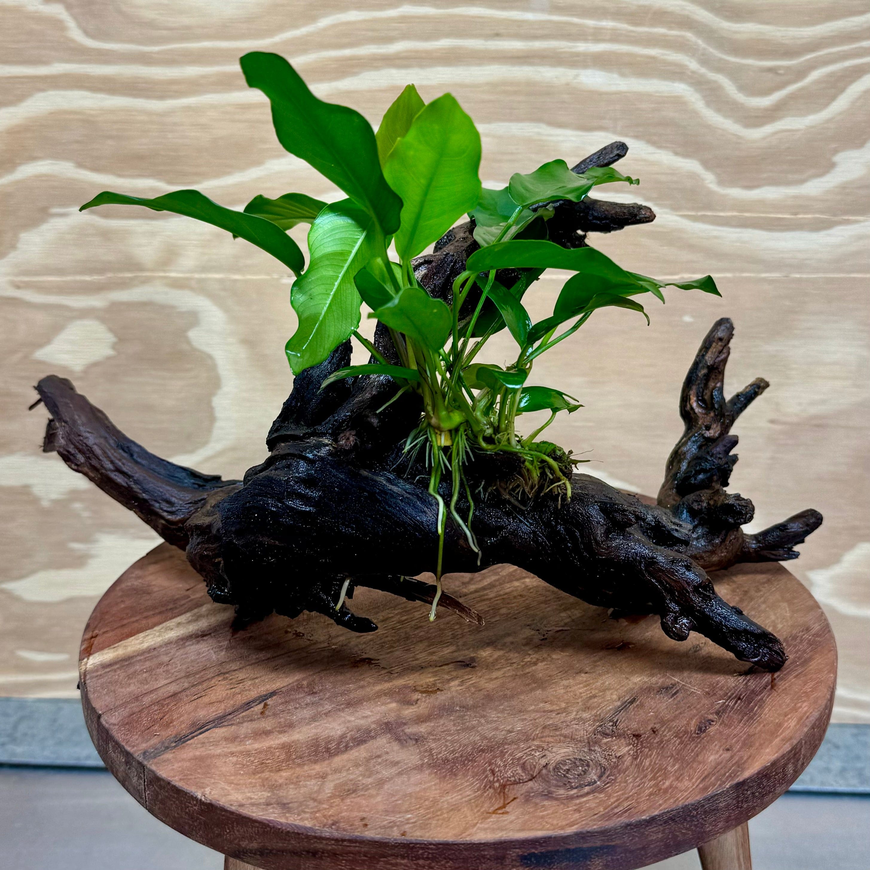 Pisces Enterprises Driftwood Creation Anubias Petite Emerald Heart on Medium Driftwood Creation Anubias Petite Emerald Heart on Medium Driftwood