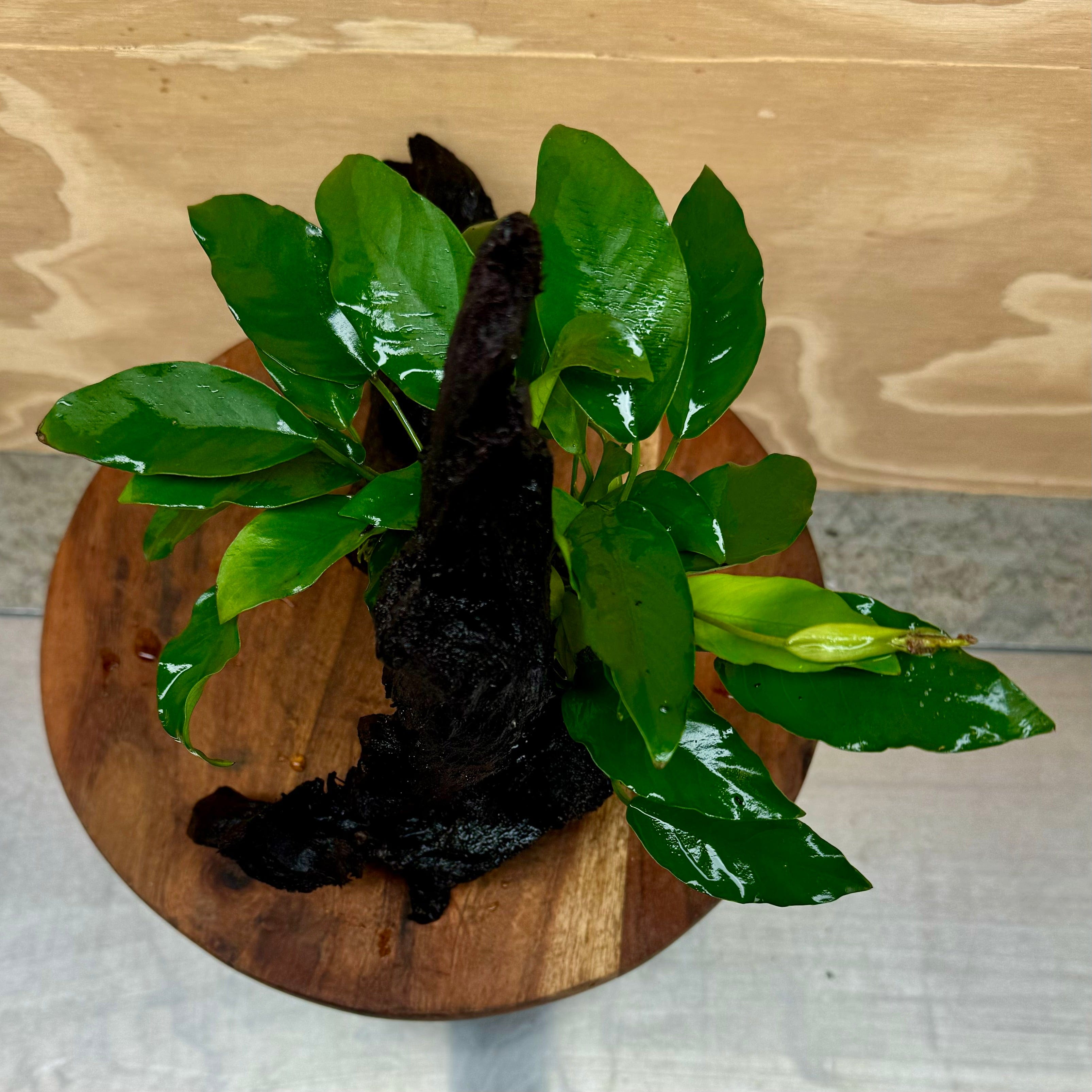 Pisces Enterprises Driftwood Creation Anubias Petite Emerald Heart on Medium Driftwood Creation Anubias Petite Emerald Heart on Medium Driftwood