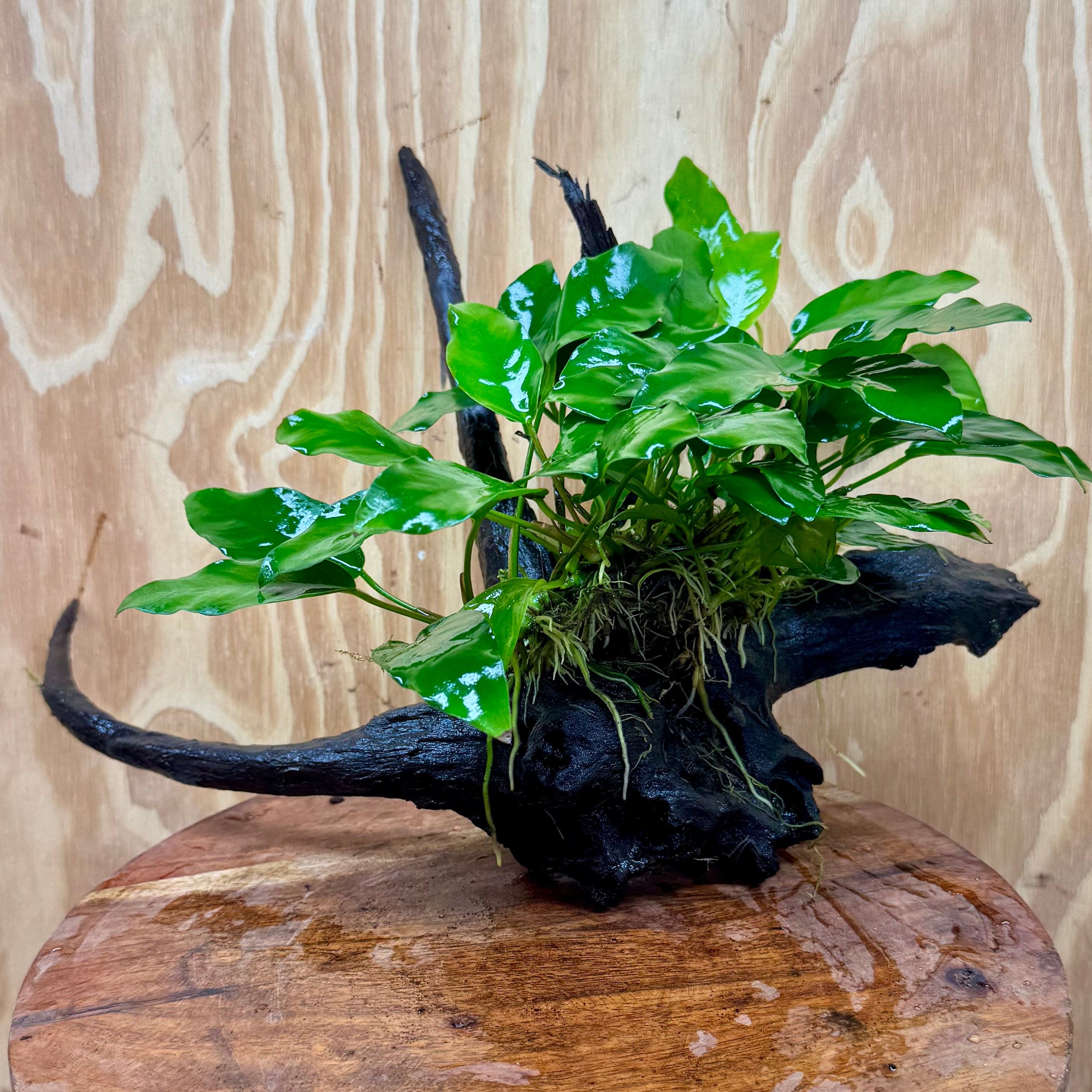 anubias bonsai tree Anubias Petite Emerald Heart on Medium Driftwood – Scapeshop.com.au