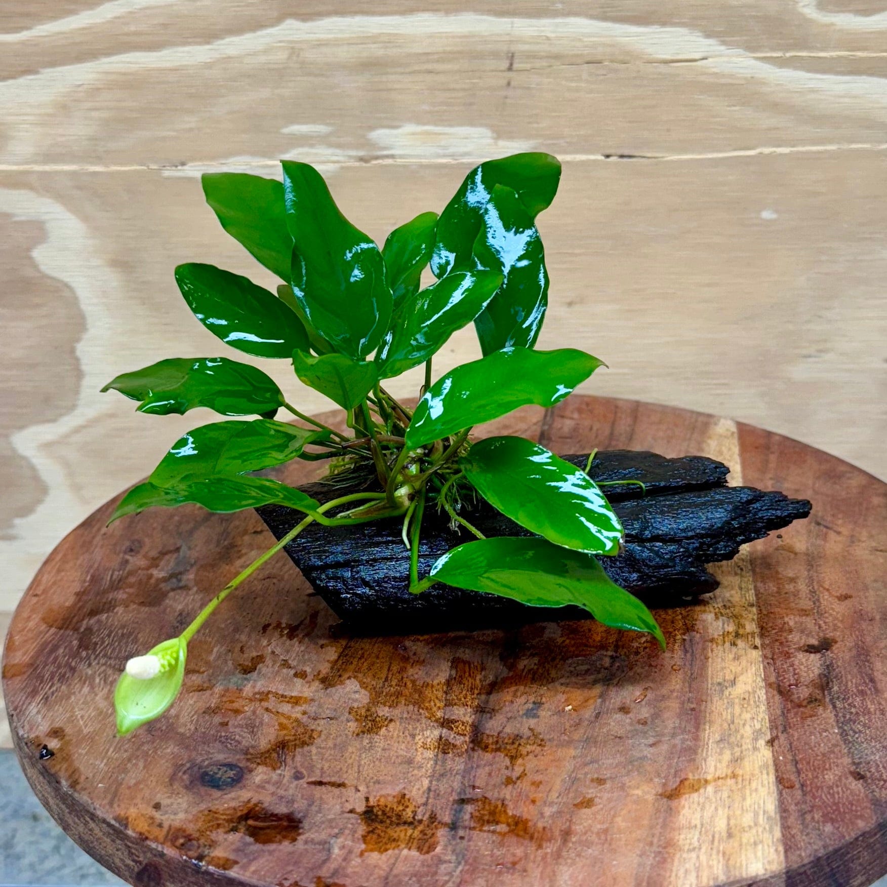 Pisces Enterprises Driftwood Creation Anubias Petite Emerald Heart on Mini Driftwood Creation Anubias Petite Emerald Heart on Mini Driftwood