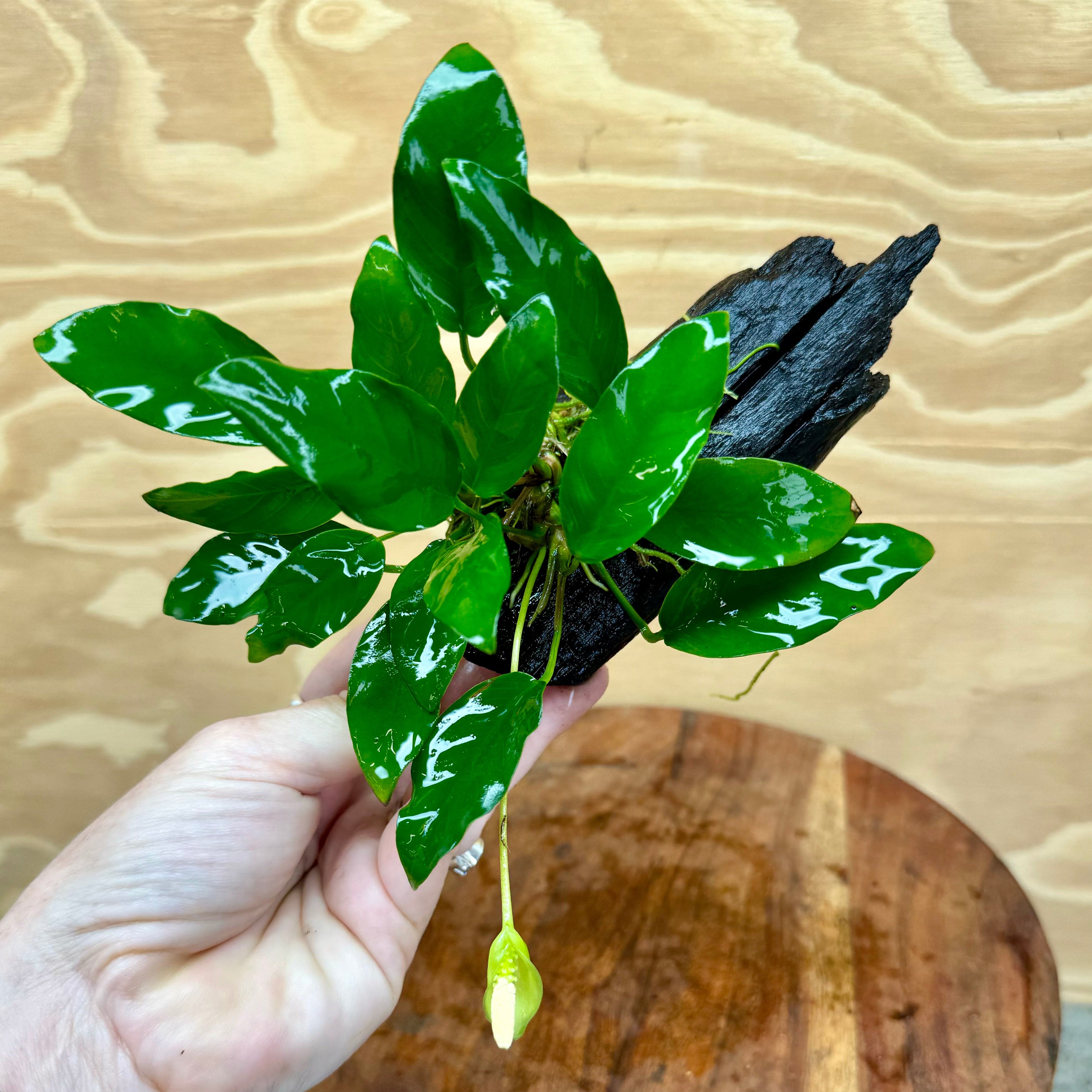 Pisces Enterprises Driftwood Creation Anubias Petite Emerald Heart on Mini Driftwood Creation Anubias Petite Emerald Heart on Mini Driftwood