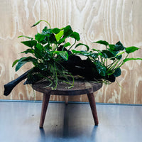 Pisces Enterprises Driftwood Creation Double Anubias 'Nana' on Extra-Large Driftwood Creation Double Anubias 'Nana' on Extra-Large Driftwood Creation