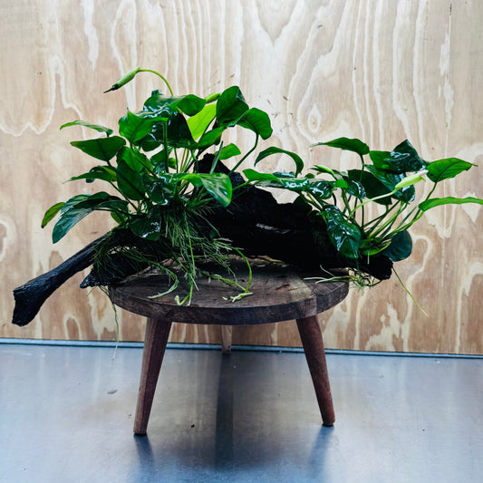 Pisces Enterprises Driftwood Creation Double Anubias 'Nana' on Extra-Large Driftwood Creation Double Anubias 'Nana' on Extra-Large Driftwood Creation