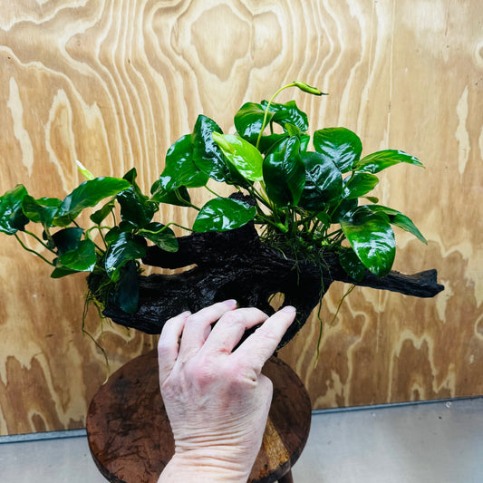 Pisces Enterprises Driftwood Creation Double Anubias 'Nana' on Extra-Large Driftwood Creation Double Anubias 'Nana' on Extra-Large Driftwood Creation