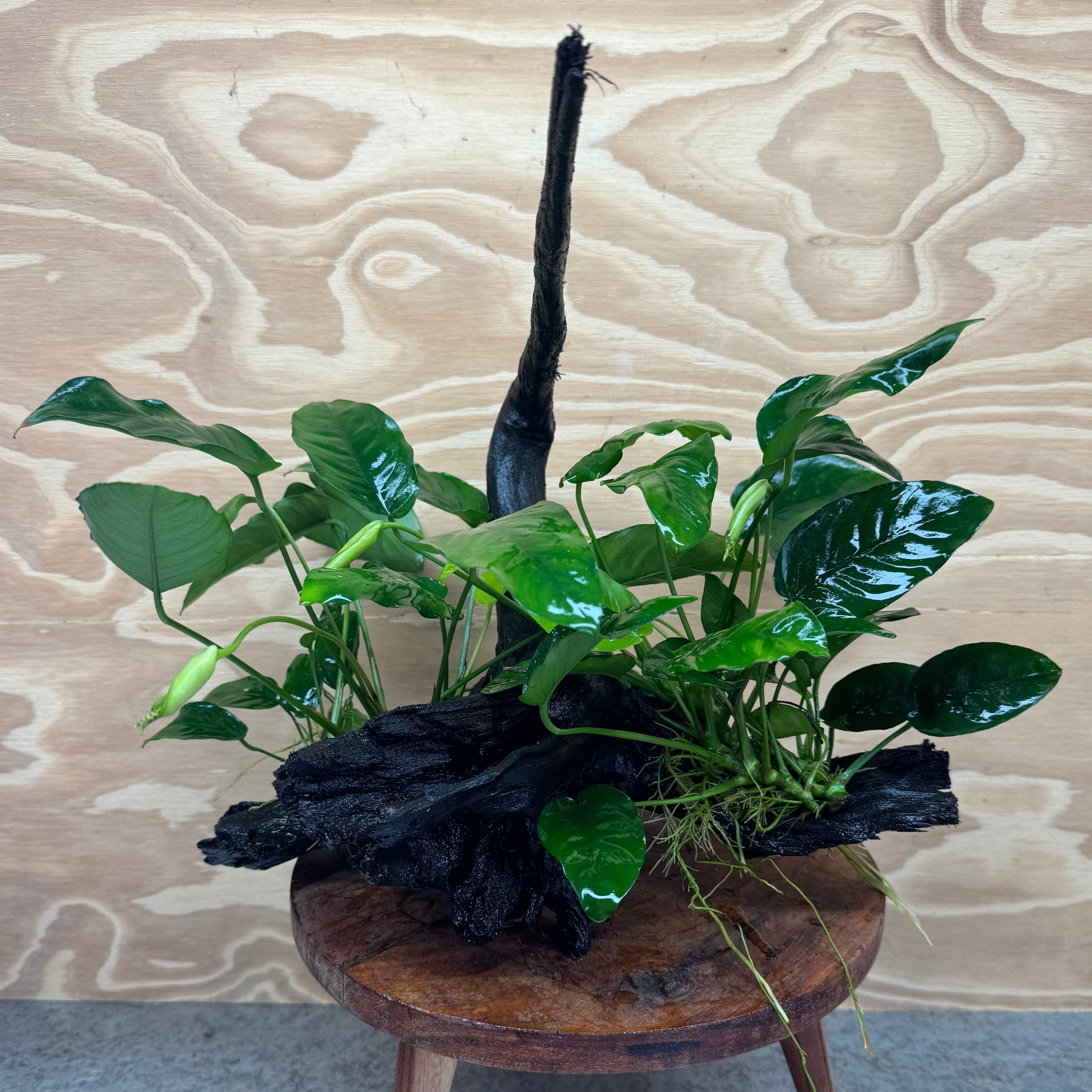 Pisces Enterprises Driftwood Creation Double Anubias 'Nana' on Large Driftwood Creation - One Only - Majestic