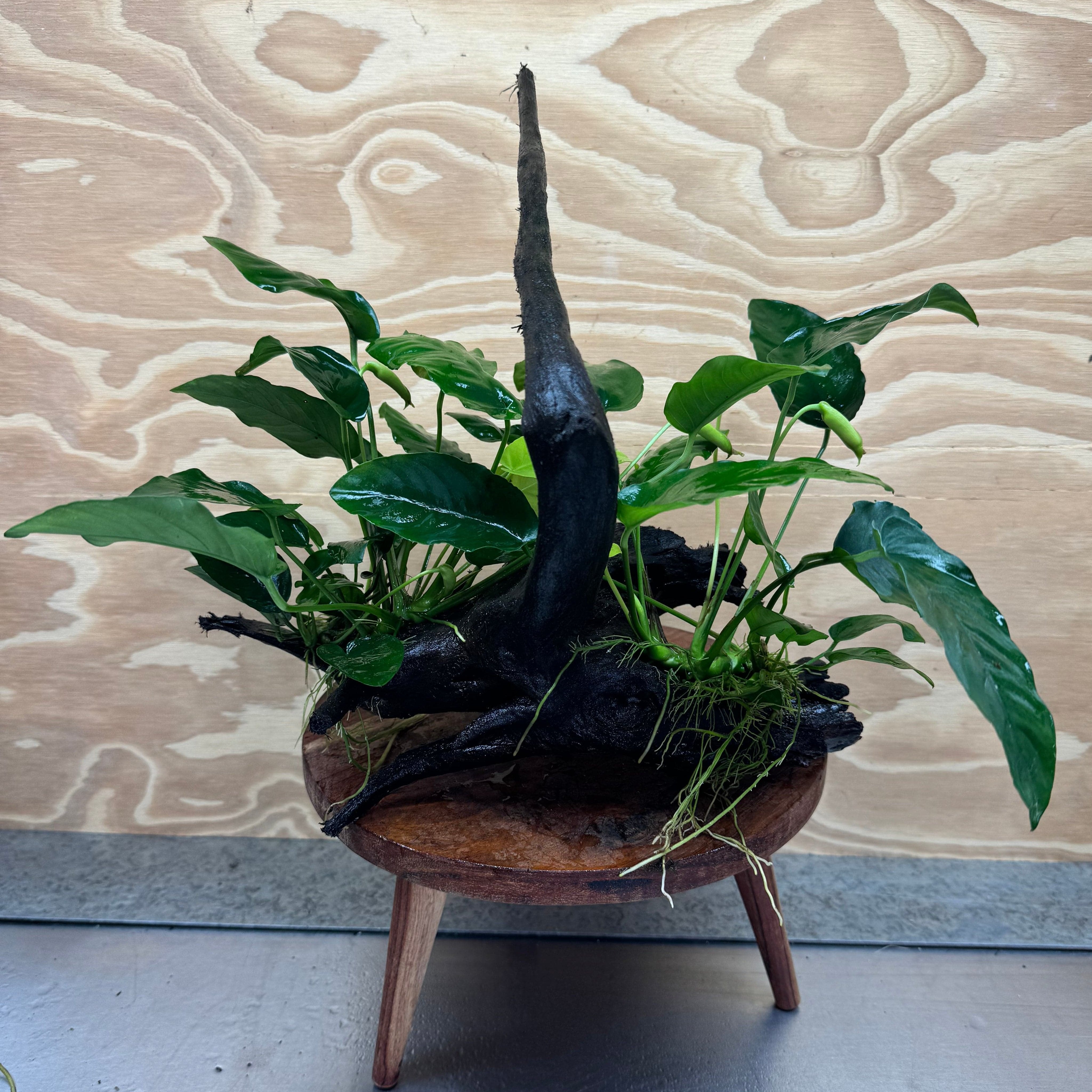 Pisces Enterprises Driftwood Creation Double Anubias 'Nana' on Large Driftwood Creation - One Only - Majestic