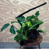 Pisces Enterprises Driftwood Creation Double Anubias 'Nana' on Large Driftwood Creation - One Only - Majestic