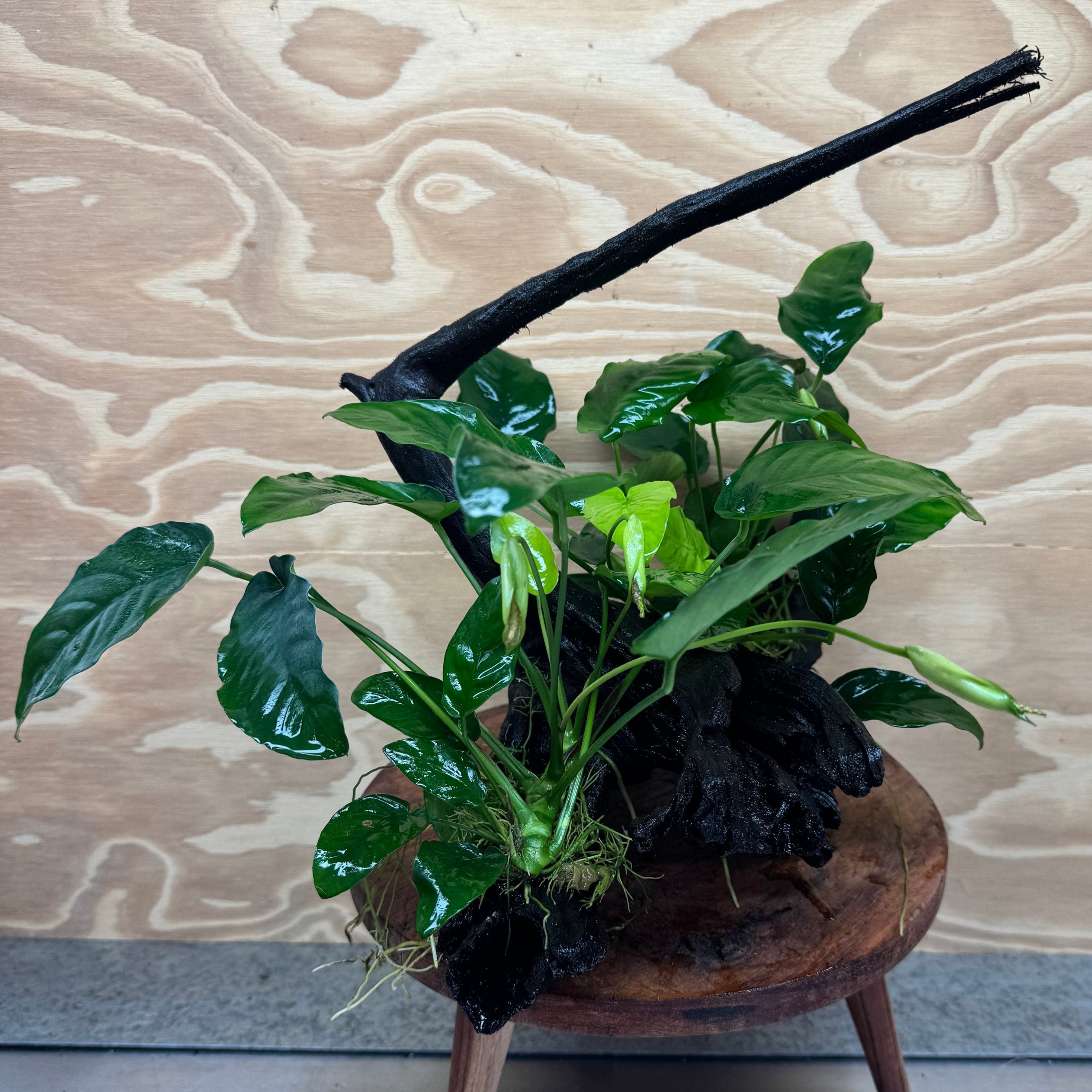 Pisces Enterprises Driftwood Creation Double Anubias 'Nana' on Large Driftwood Creation - One Only - Majestic