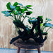Pisces Enterprises Driftwood Creation Double Assorted Anubias on Extra-Large Driftwood Double Assorted Anubias on Extra-Large Driftwood