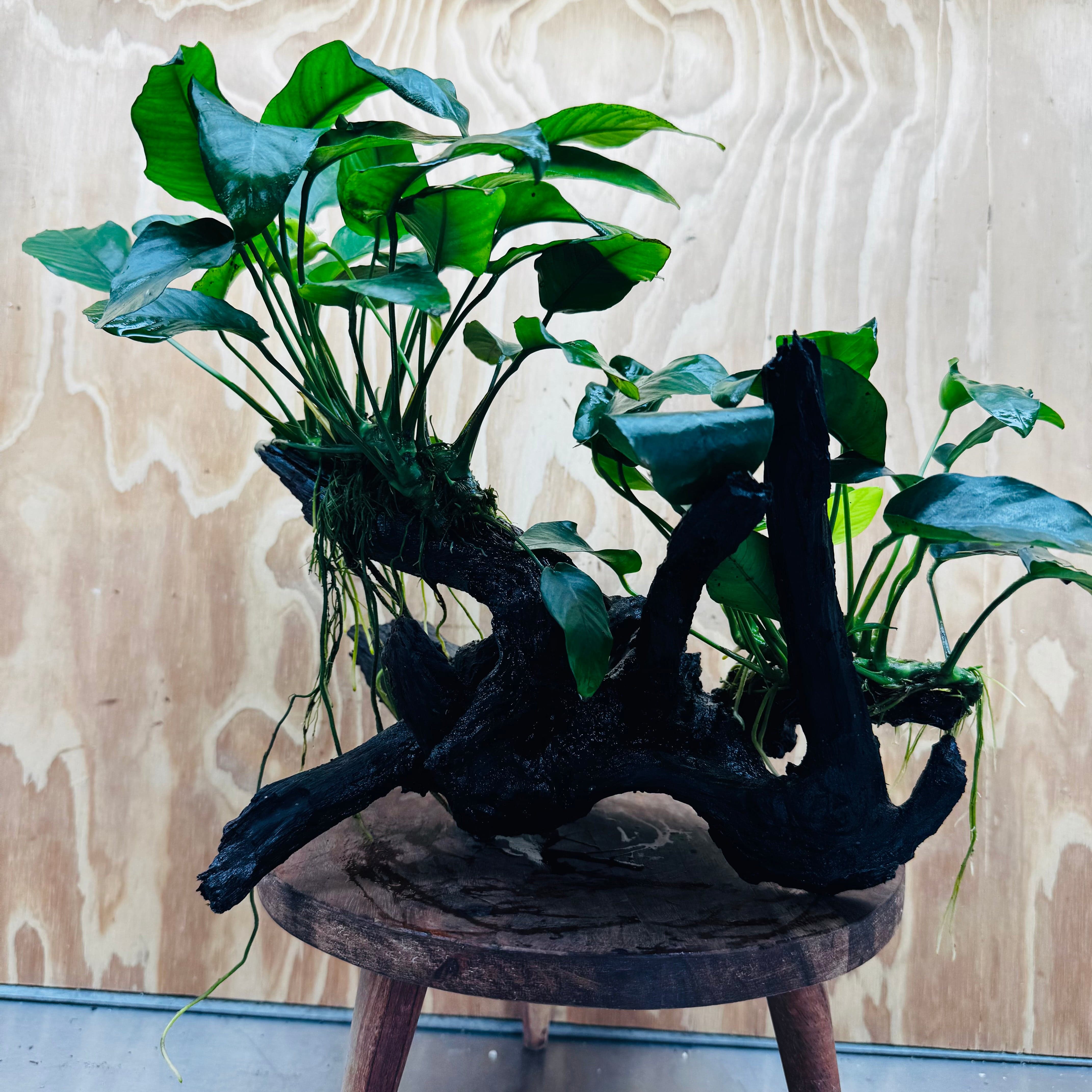 Pisces Enterprises Driftwood Creation Double Assorted Anubias on Extra-Large Driftwood Double Assorted Anubias on Extra-Large Driftwood