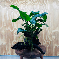 Pisces Enterprises Driftwood Creation Double Assorted Anubias on Extra-Large Driftwood Double Assorted Anubias on Extra-Large Driftwood