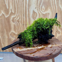 Pisces Enterprises Driftwood Creation Fontinalis Log - Large (Java Moss) Fontinalis Log - Large (Java Moss)