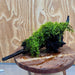 Pisces Enterprises Driftwood Creation Fontinalis Log - Large (Java Moss) Fontinalis Log - Large (Java Moss)