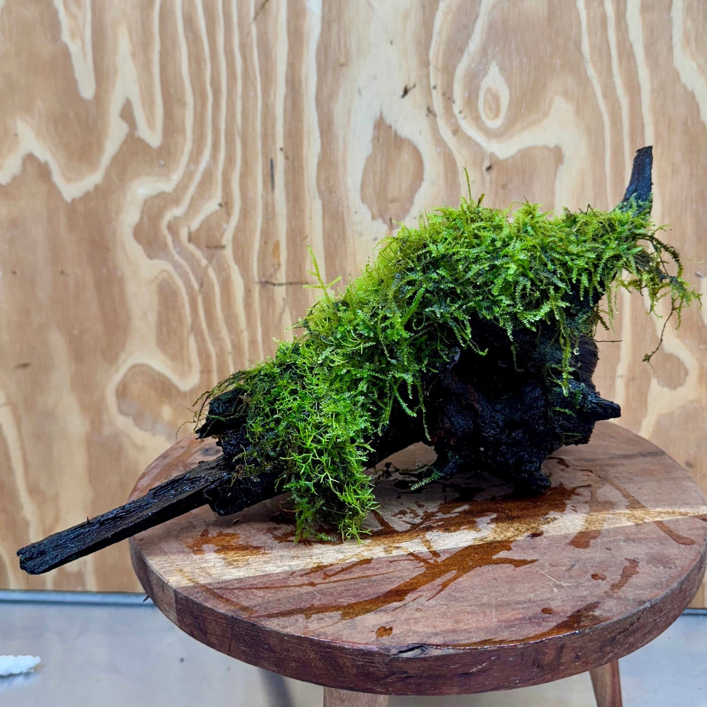 Pisces Enterprises Driftwood Creation Fontinalis Log - Large (Java Moss) Fontinalis Log - Large (Java Moss)