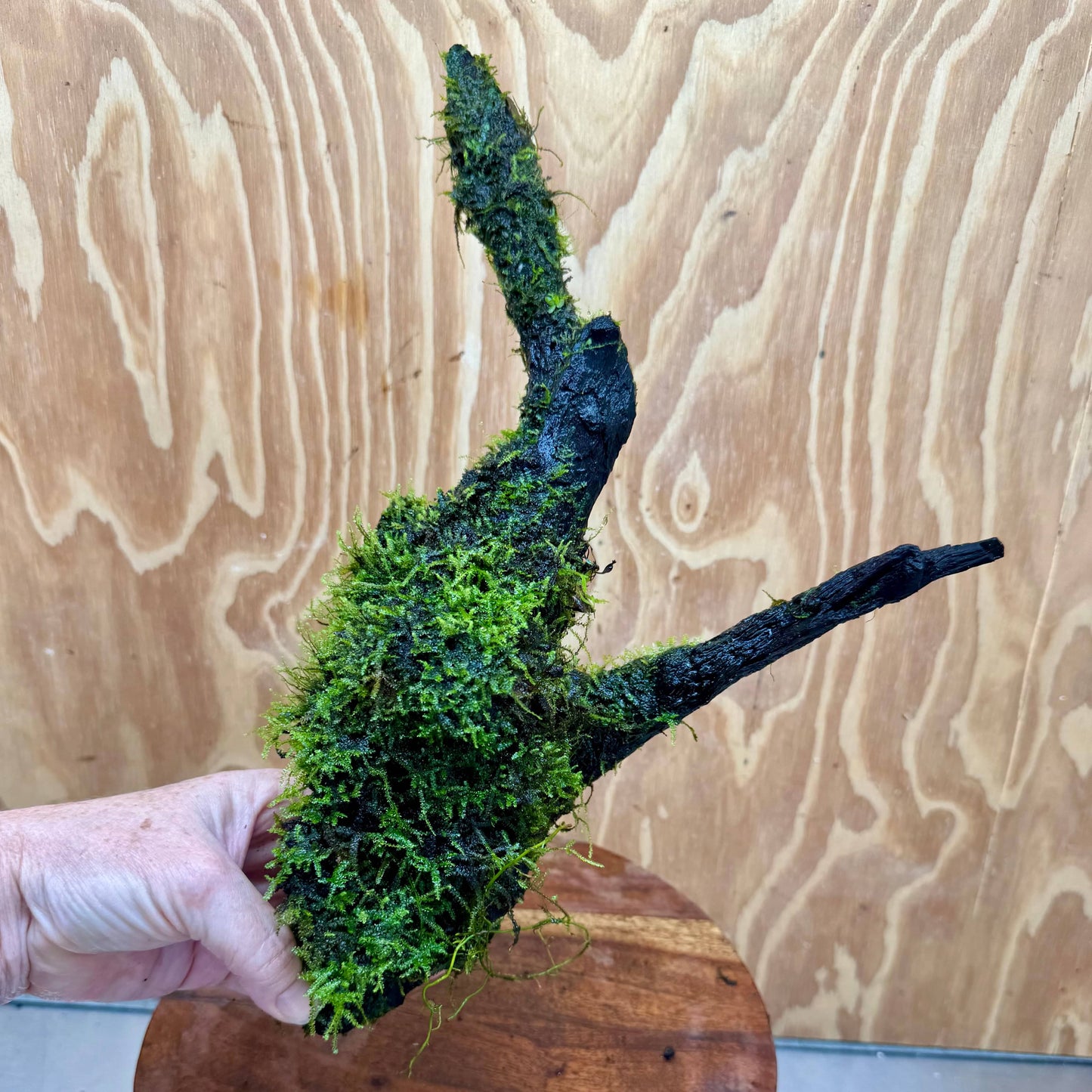 Pisces Enterprises Driftwood Creation Fontinalis Log - Large (Java Moss) Fontinalis Log - Large (Java Moss)