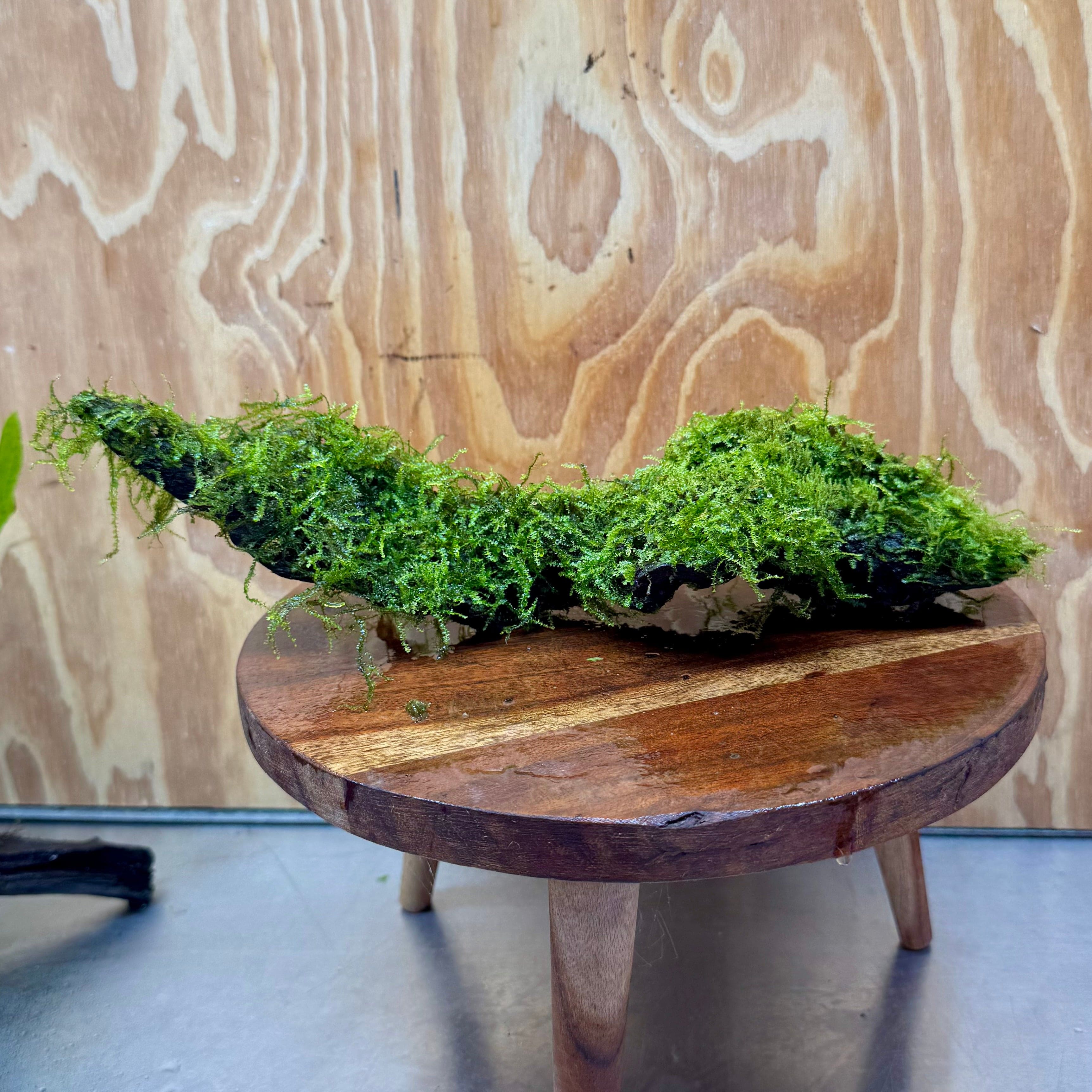 Pisces Enterprises Driftwood Creation Fontinalis Log - Medium (Java Moss) Fontinalis Log - Medium (Java Moss)
