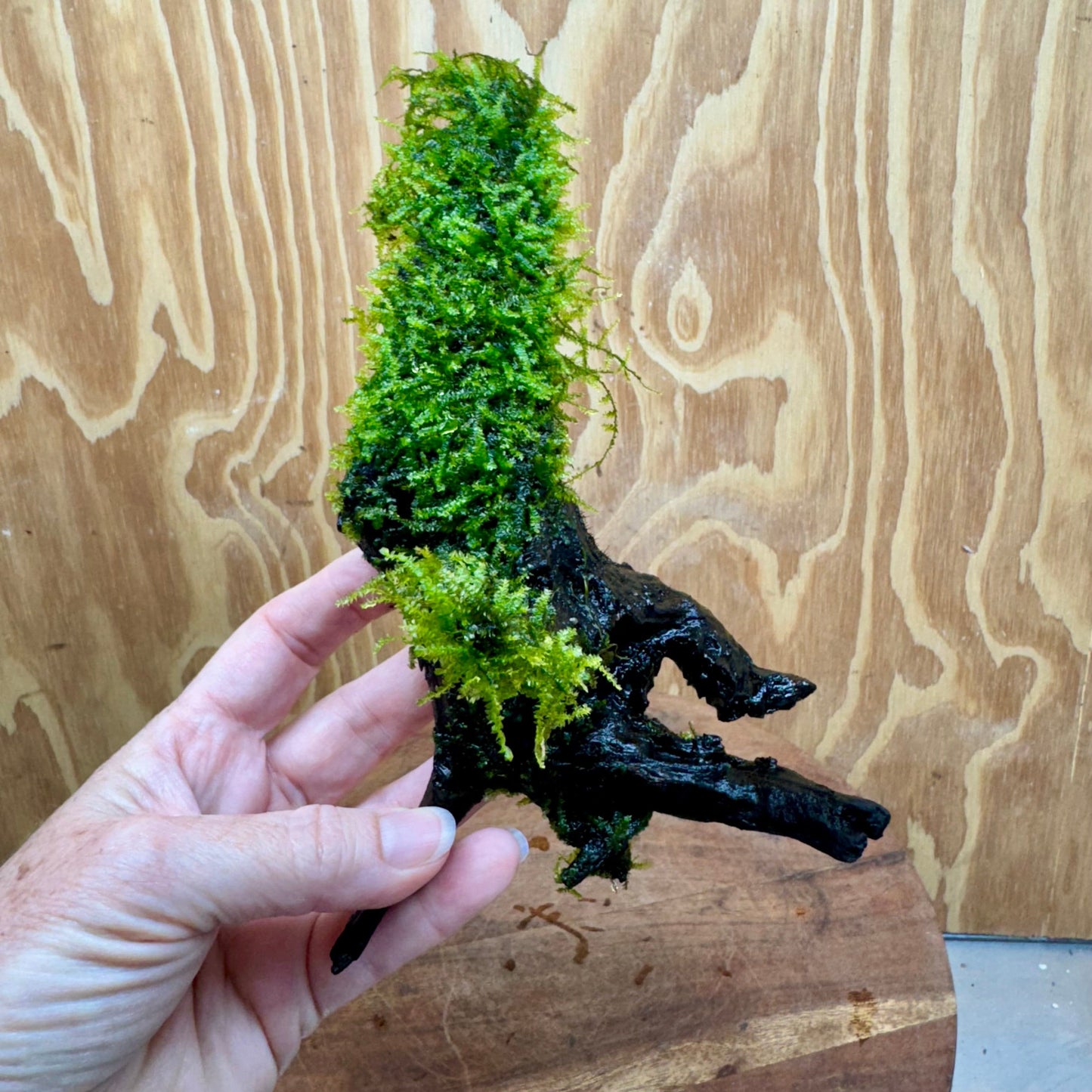 Pisces Enterprises Driftwood Creation Fontinalis Log - Medium (Java Moss) Fontinalis Log - Medium (Java Moss)