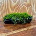 Pisces Enterprises Driftwood Creation Fontinalis Log - Small (Java moss) Fontinalis Log - Small (Java moss)