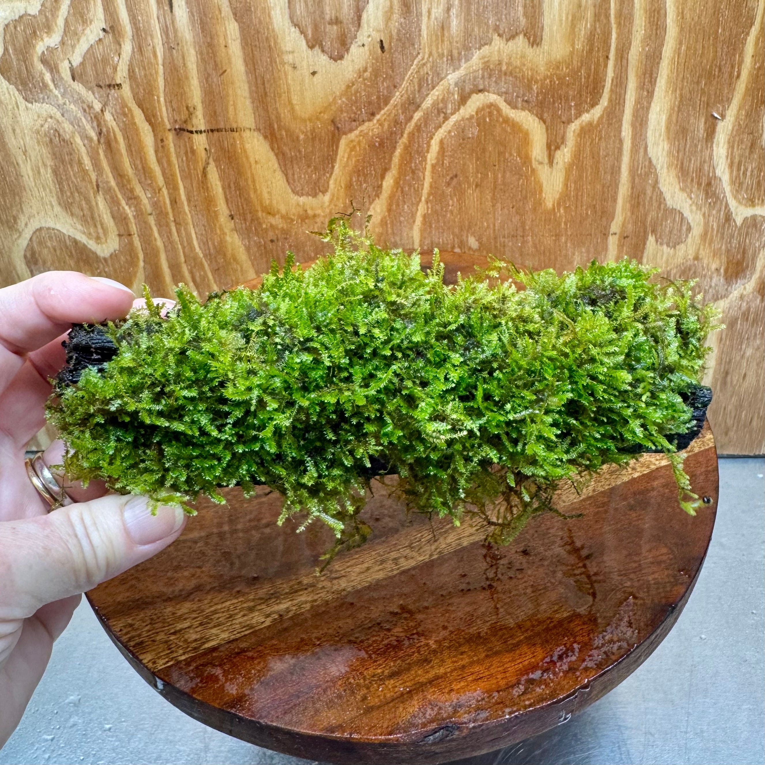 Pisces Enterprises Driftwood Creation Fontinalis Log - Small (Java moss) Fontinalis Log - Small (Java moss)