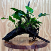 Pisces Enterprises Driftwood Creation Nano Rainforest Driftwood Creation Nano Rainforest Driftwood Creation