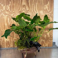 Pisces Enterprises Driftwood Creation Rainforest Garden Driftwood Creation Rainforest Garden Driftwood Creation
