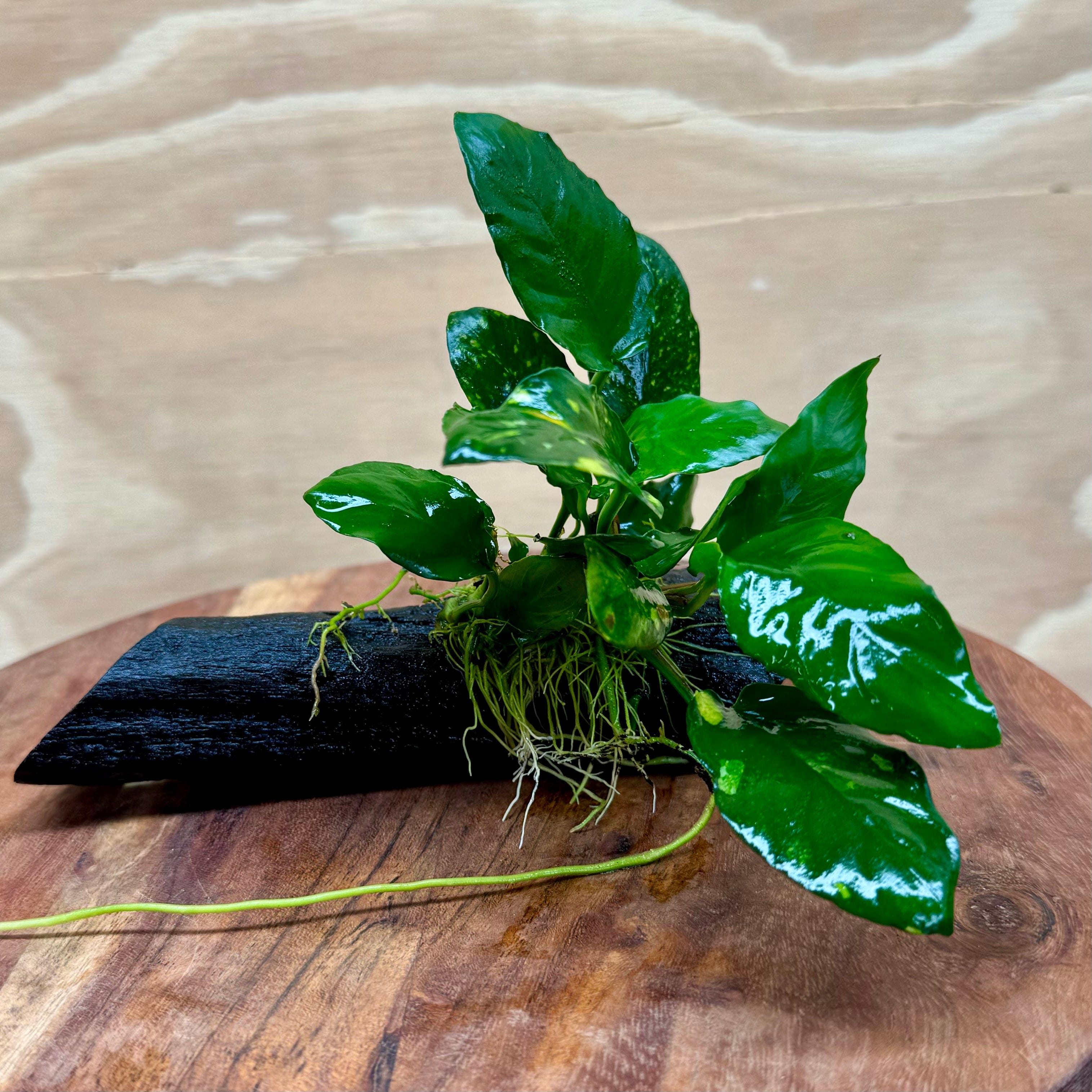 Pisces Enterprises Driftwood Creation Varigated Anubias on Small Driftwood Creation - One Only Varigated Anubias on Small Driftwood - ONE ONLY - Scapeshop Australia