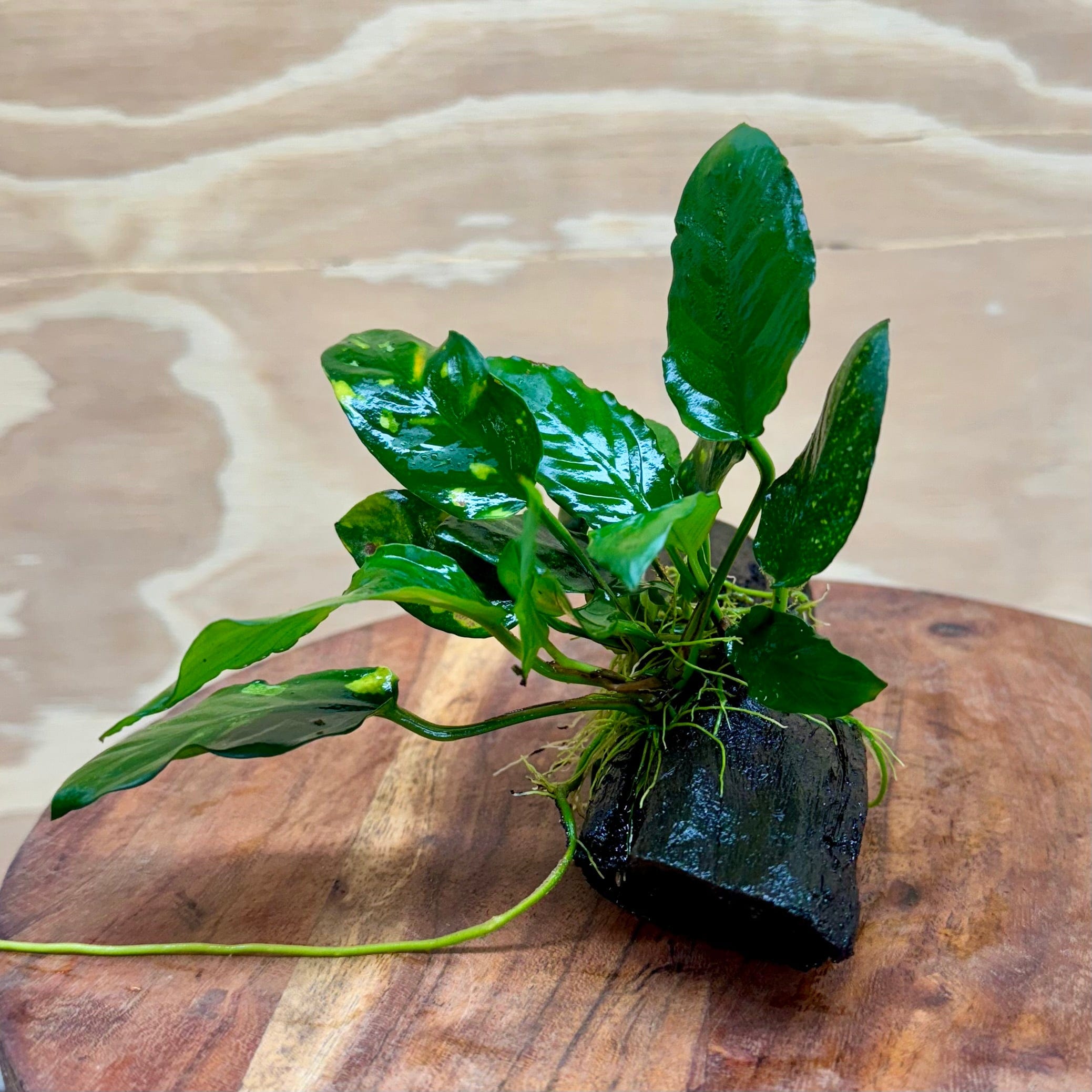 Pisces Enterprises Driftwood Creation Varigated Anubias on Small Driftwood Creation - One Only Varigated Anubias on Small Driftwood - ONE ONLY - Scapeshop Australia