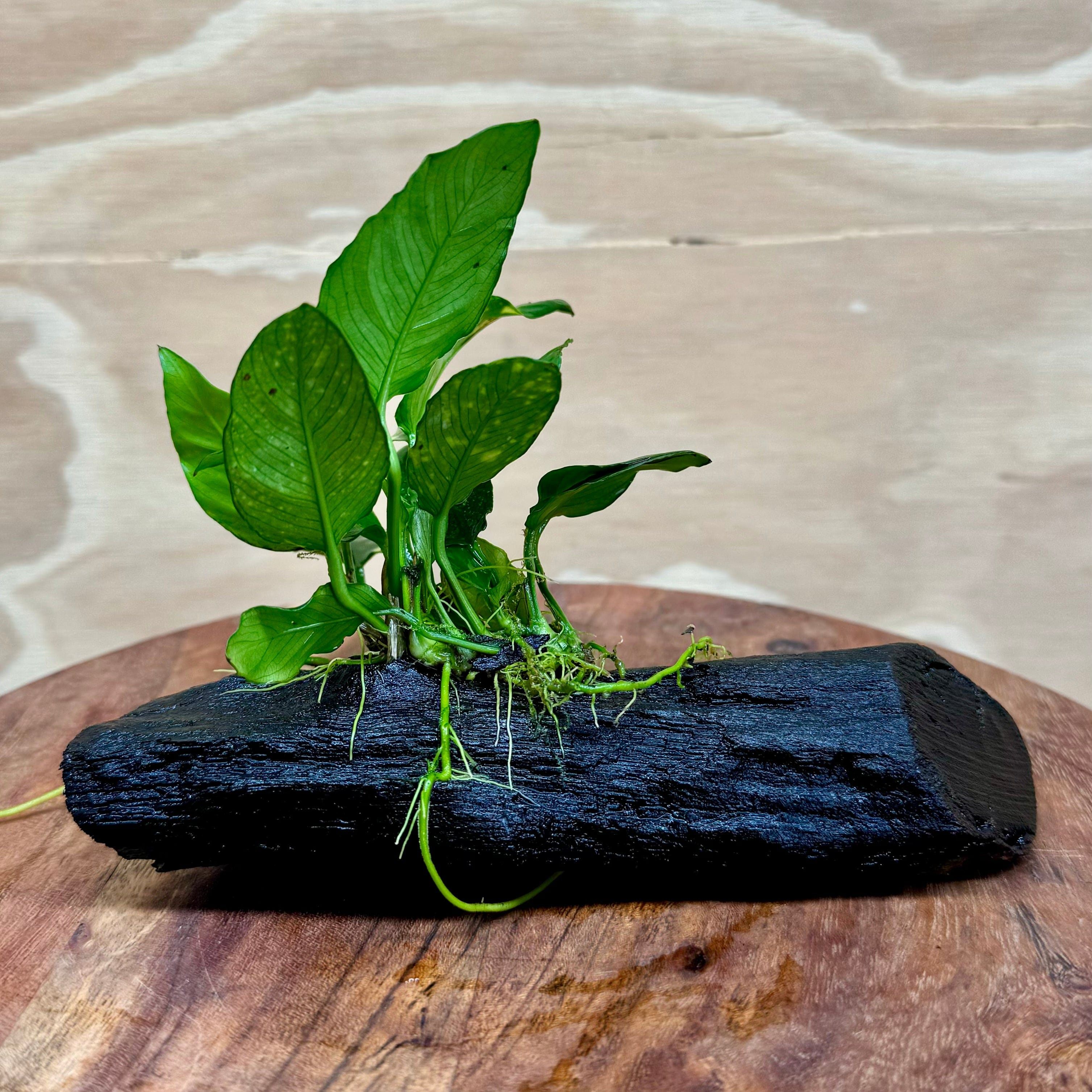 Pisces Enterprises Driftwood Creation Varigated Anubias on Small Driftwood Creation - One Only Varigated Anubias on Small Driftwood - ONE ONLY - Scapeshop Australia