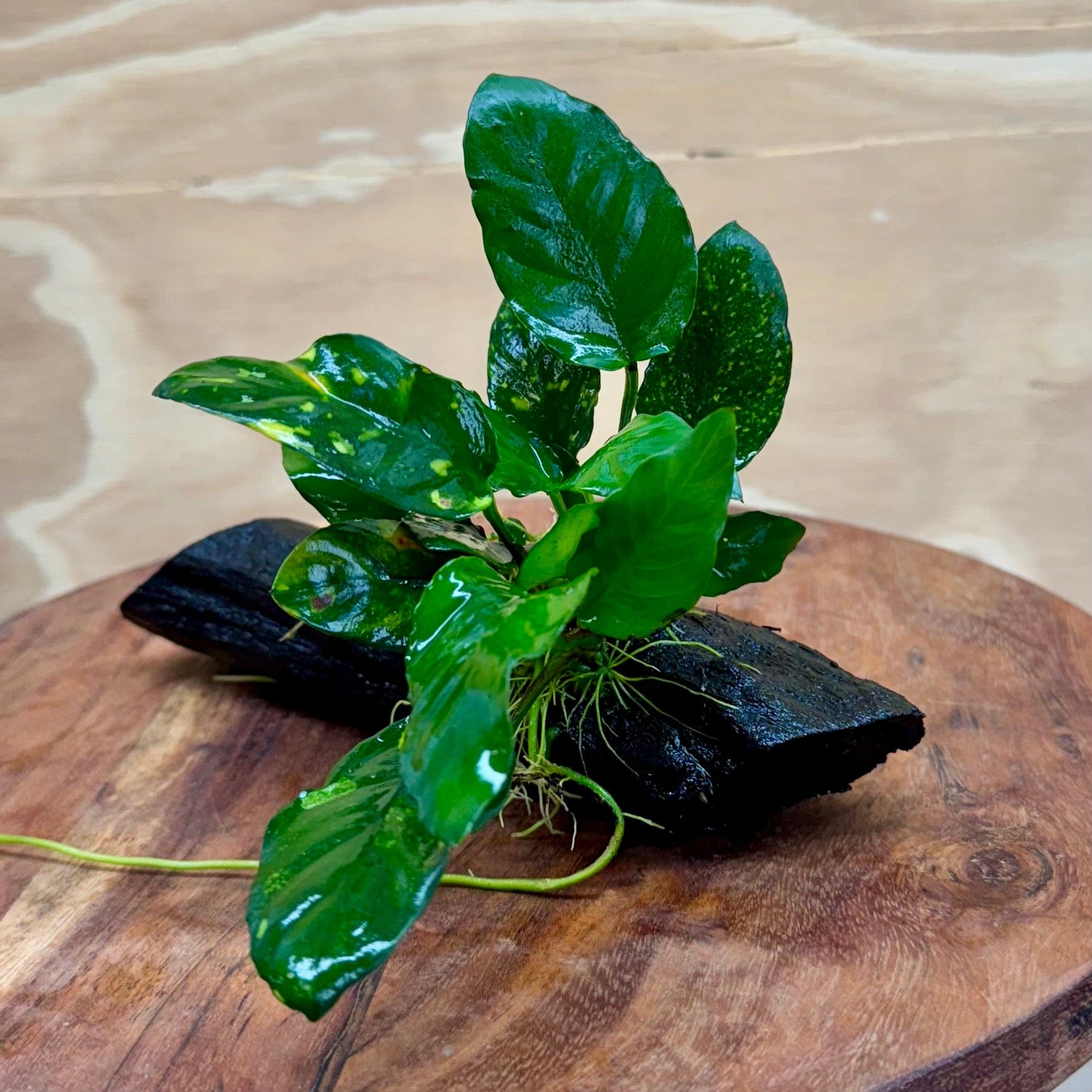 Pisces Enterprises Driftwood Creation Varigated Anubias on Small Driftwood Creation - One Only Varigated Anubias on Small Driftwood - ONE ONLY - Scapeshop Australia