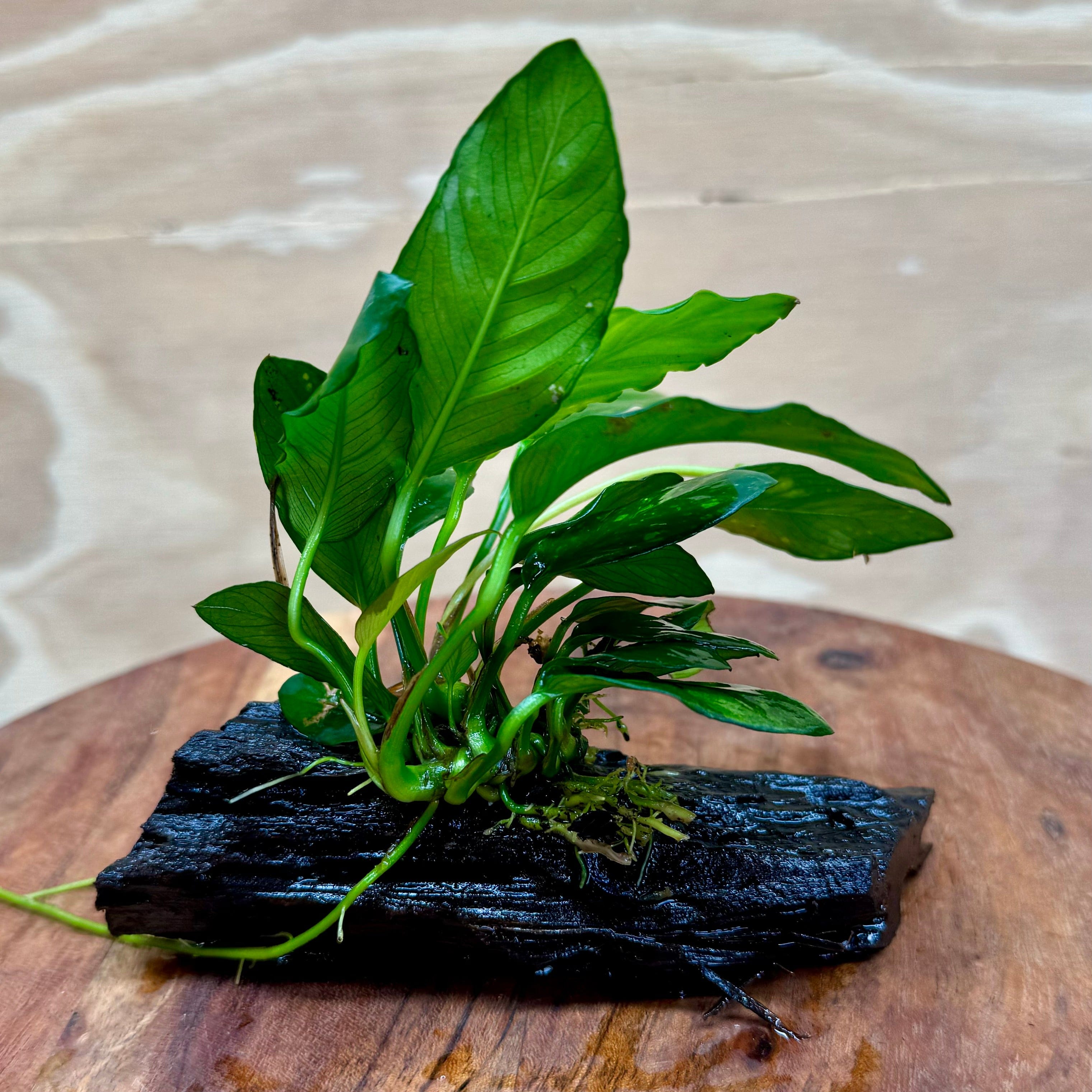 Pisces Enterprises Driftwood Creation Varigated Anubias on Small Driftwood Creation - One Only Varigated Anubias on Small Driftwood - ONE ONLY - Scapeshop Australia