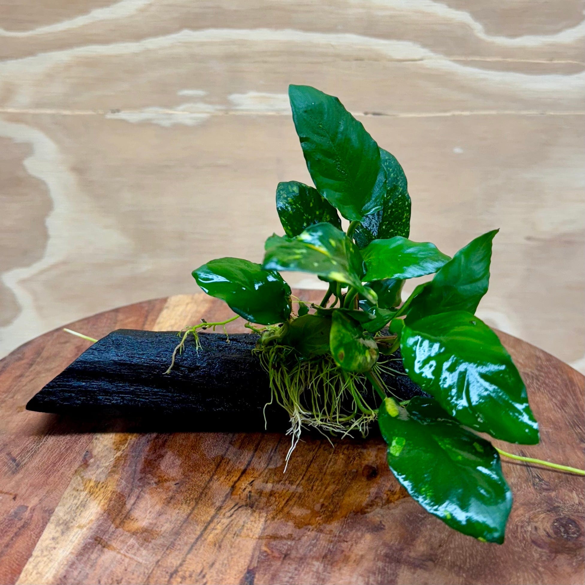 Pisces Enterprises Driftwood Creation Varigated Anubias on Small Driftwood Creation - One Only - B Varigated Anubias on Small Driftwood - ONE ONLY - Scapeshop Australia