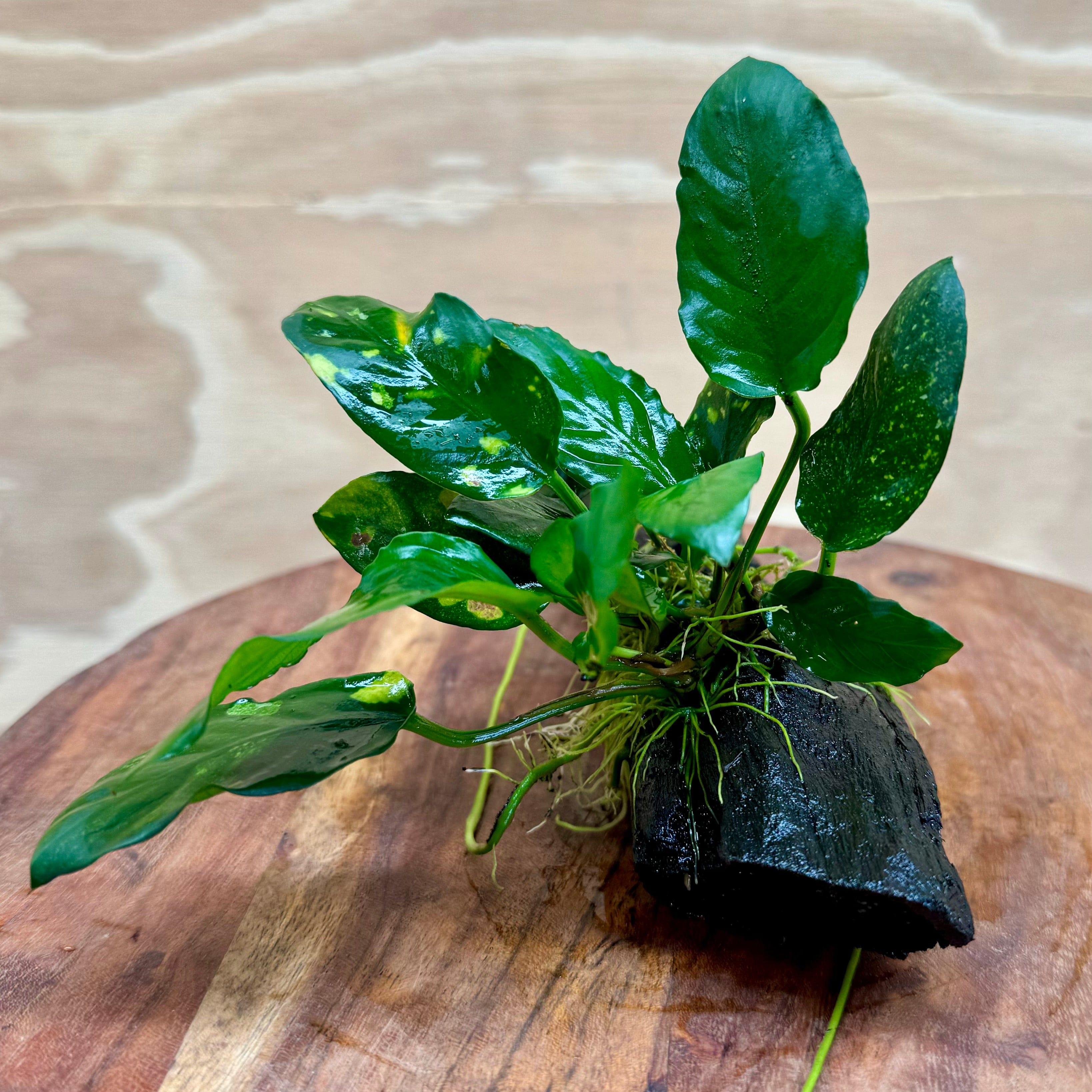 Pisces Enterprises Driftwood Creation Varigated Anubias on Small Driftwood Creation - One Only - B Varigated Anubias on Small Driftwood - ONE ONLY - Scapeshop Australia