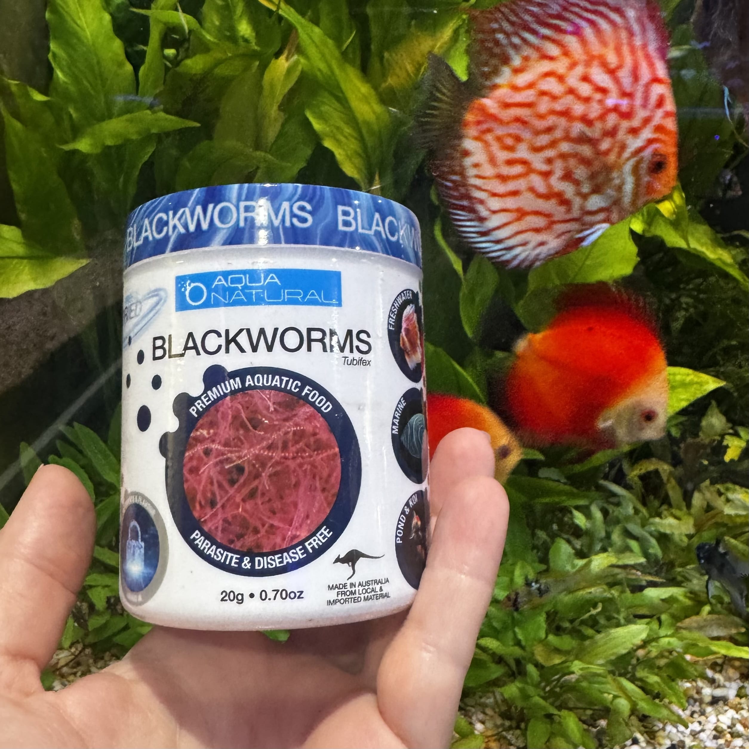Aqua Natural Fish Food Freeze Dried Blackworms - Aqua Natural Where to buy Freeze Dried Blackworms Aqua Natural online in Australia