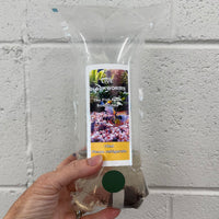 Scapeshop.com.au Fish Food Live Blackworms Fish Food 10ml Pack Buy Live Blackworms Fish Food from Scapeshop Australia