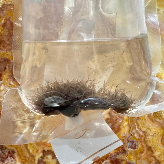 Scapeshop.com.au Fish Food Live Blackworms Fish Food Buy Live Blackworms Fish Food from Scapeshop Australia